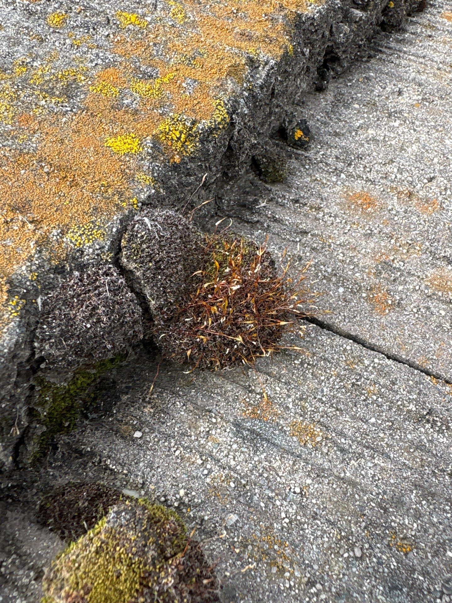 Moss Removal by Top Elevation