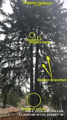 Hazard Pruning of Large Fir Trees in Burien, WA