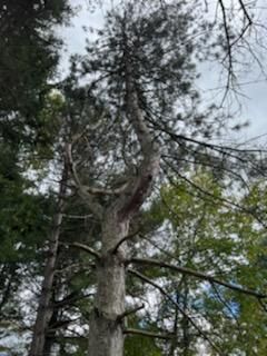 Tree Removal using Tree Removal by Mike Jones & Sons Tree Service LLC 