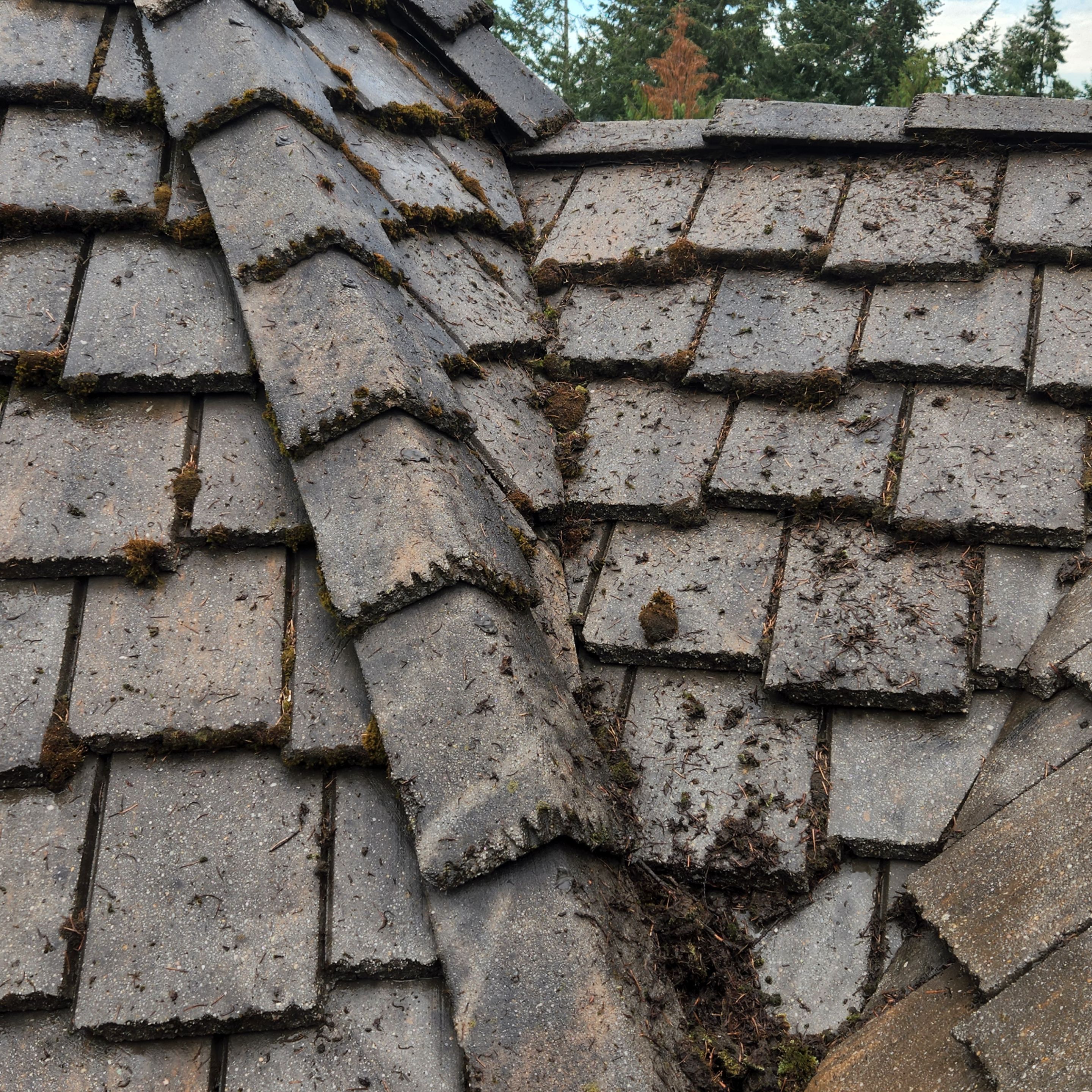 Moss Removal/ Treatment using Biocide by Willamette Outdoor Wash LLC