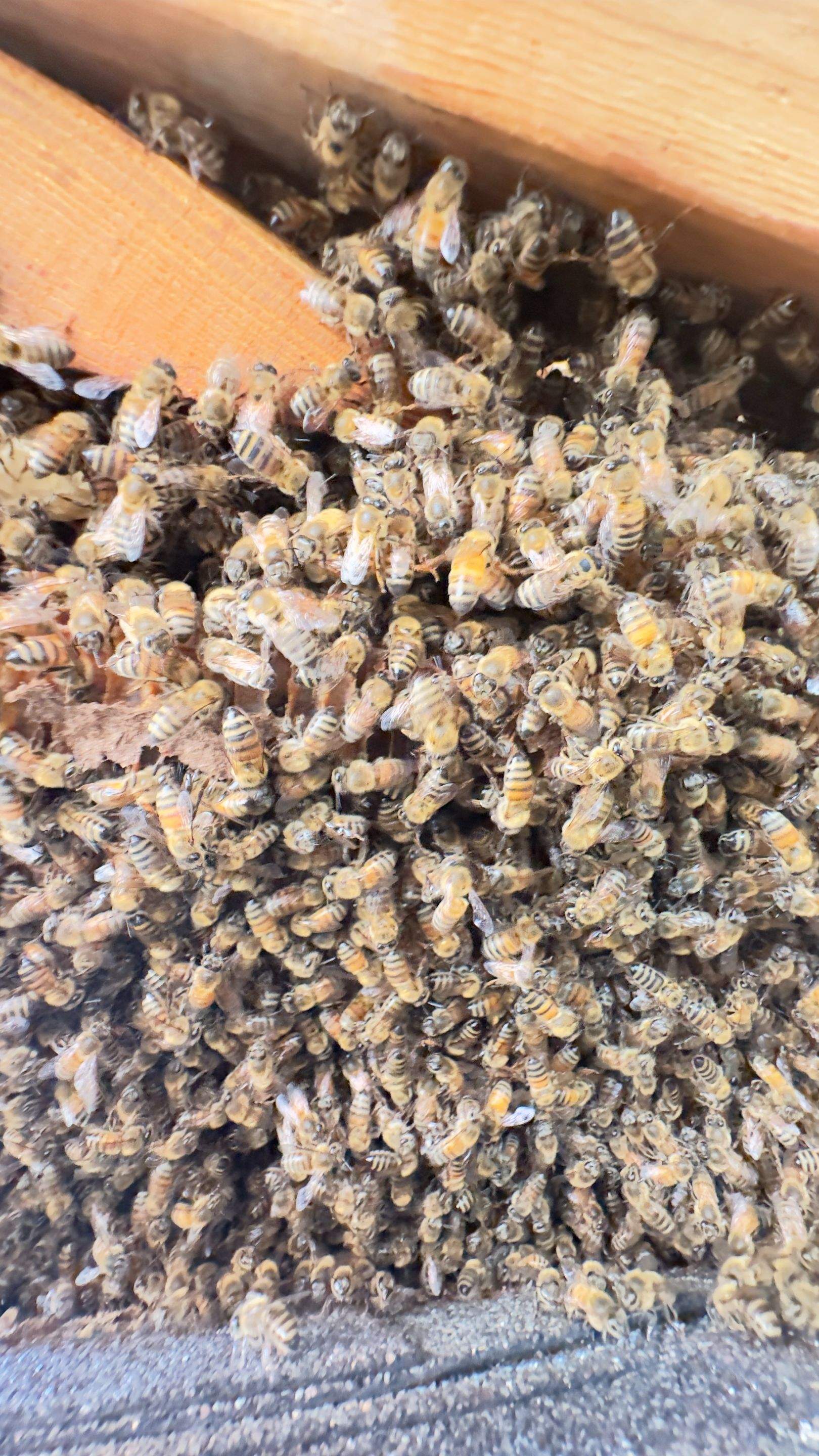 Rooftop by Rockwall Honey Bee Company