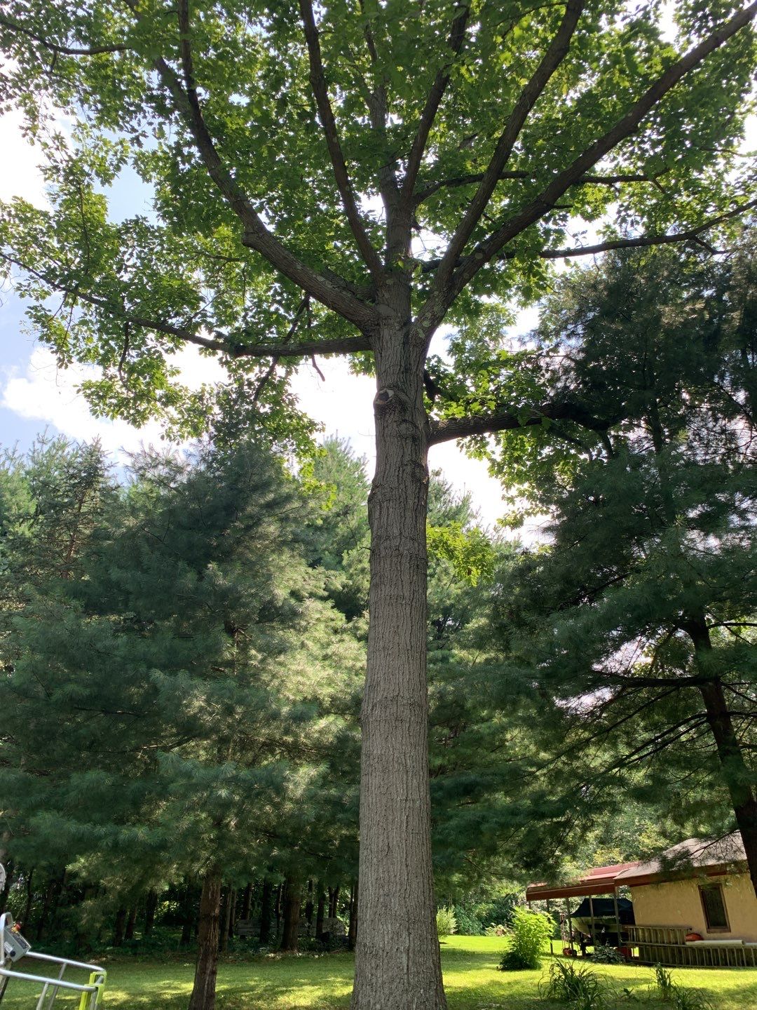 Tree Trimming & Tree Removal in Akron Ohio by Mike Jones & Sons Tree Service LLC 