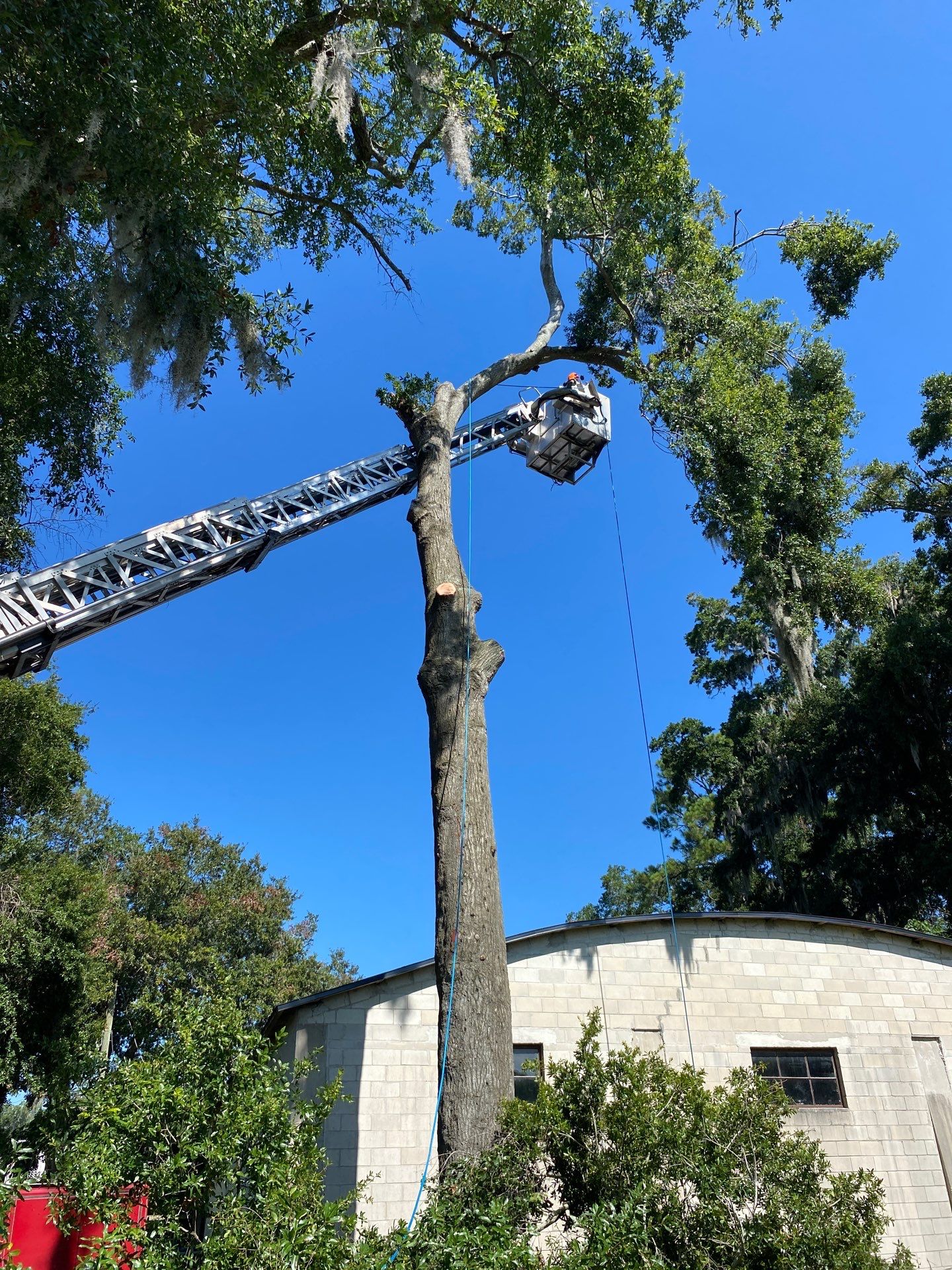Commercial Property | Clean Up & Tree Removal by ProGreen Services