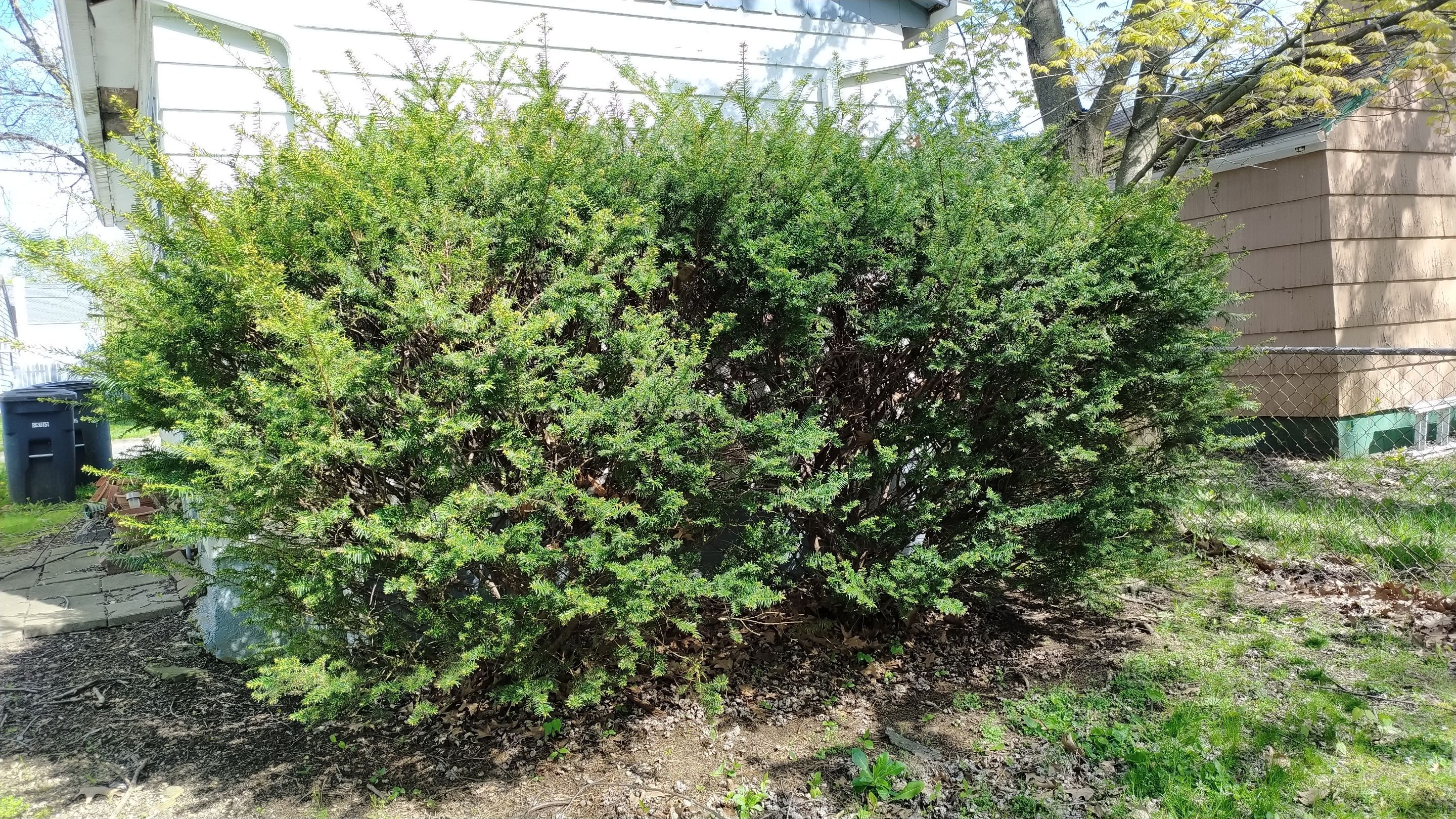 Tree Trimming using Tree Pruing by Mike Jones & Sons Tree Service LLC 