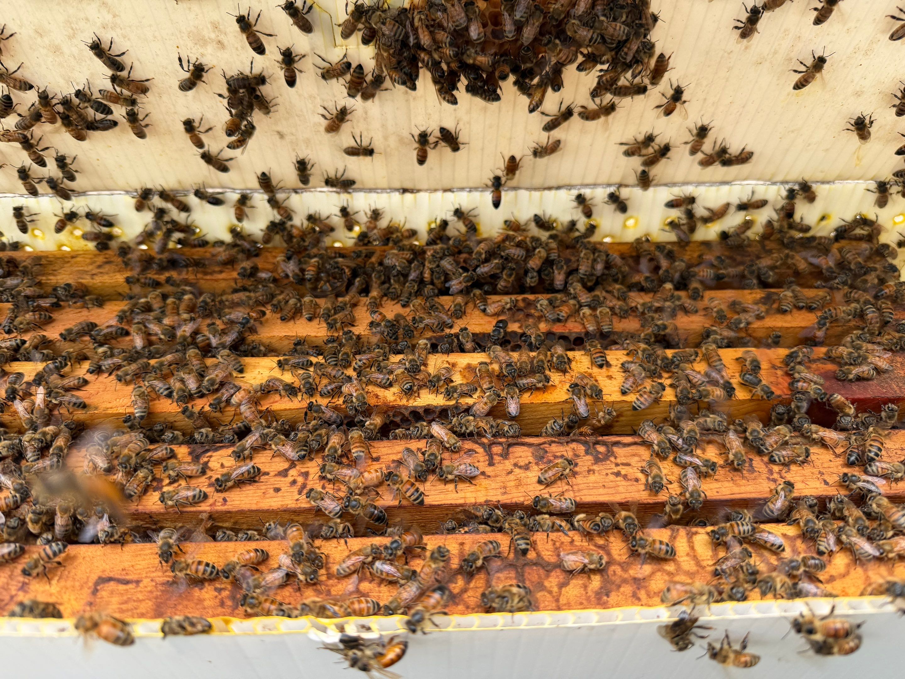 Project in Terrell, TX by Rockwall Honey Bee Company