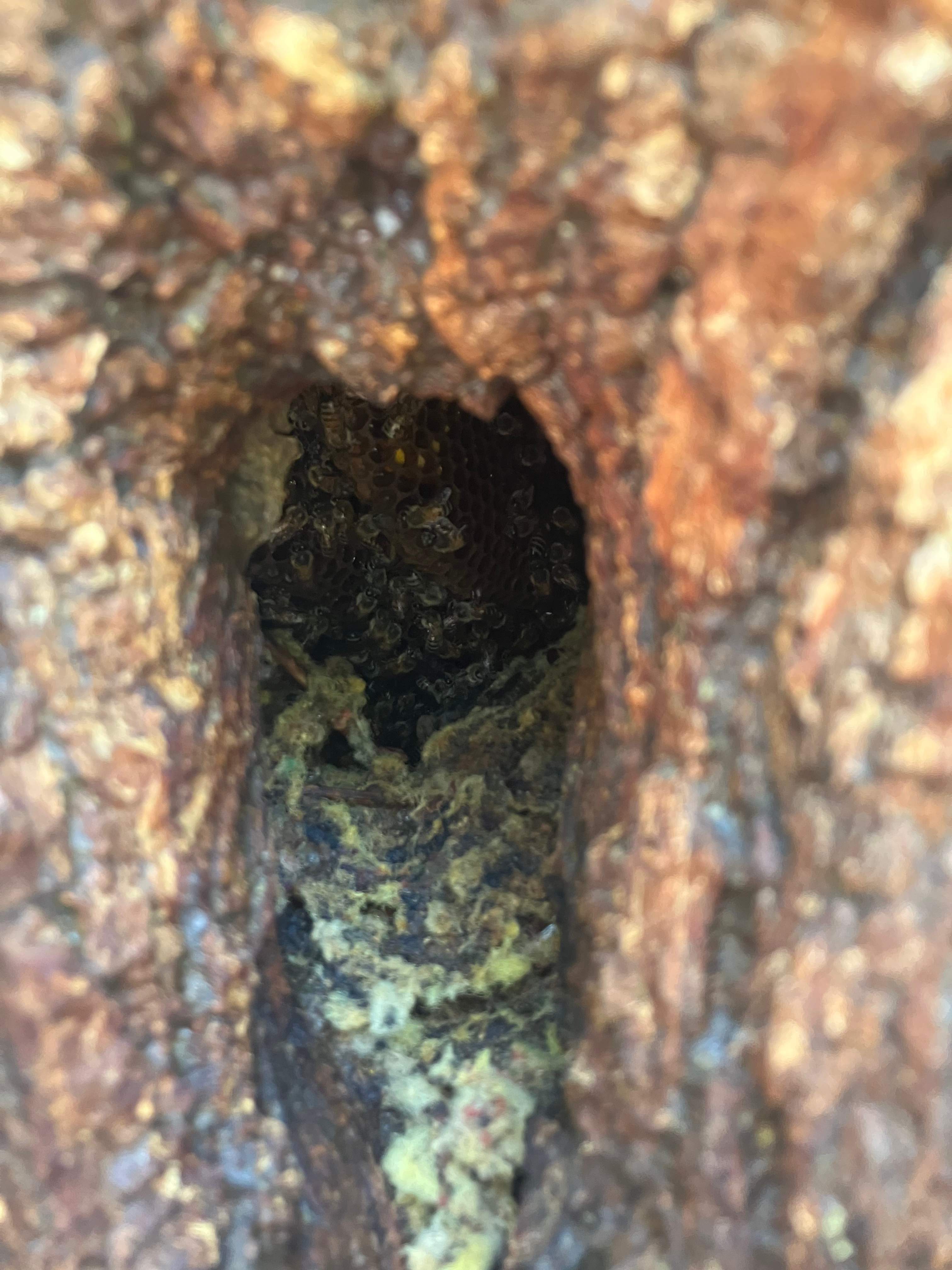 Tight Squeeze by Rockwall Honey Bee Company