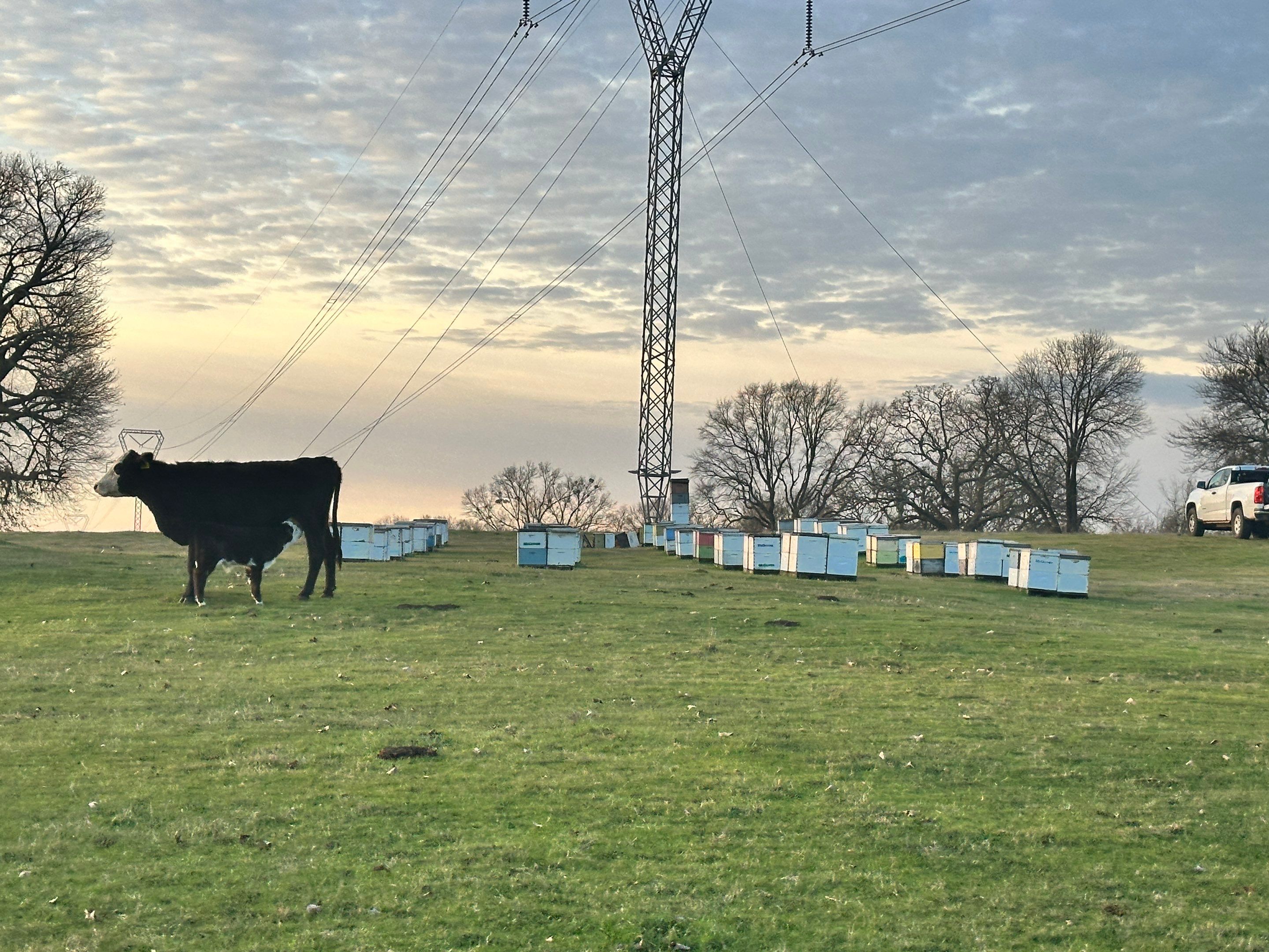 Clubb's Cow Farm Apiary by Rockwall Honey Bee Company