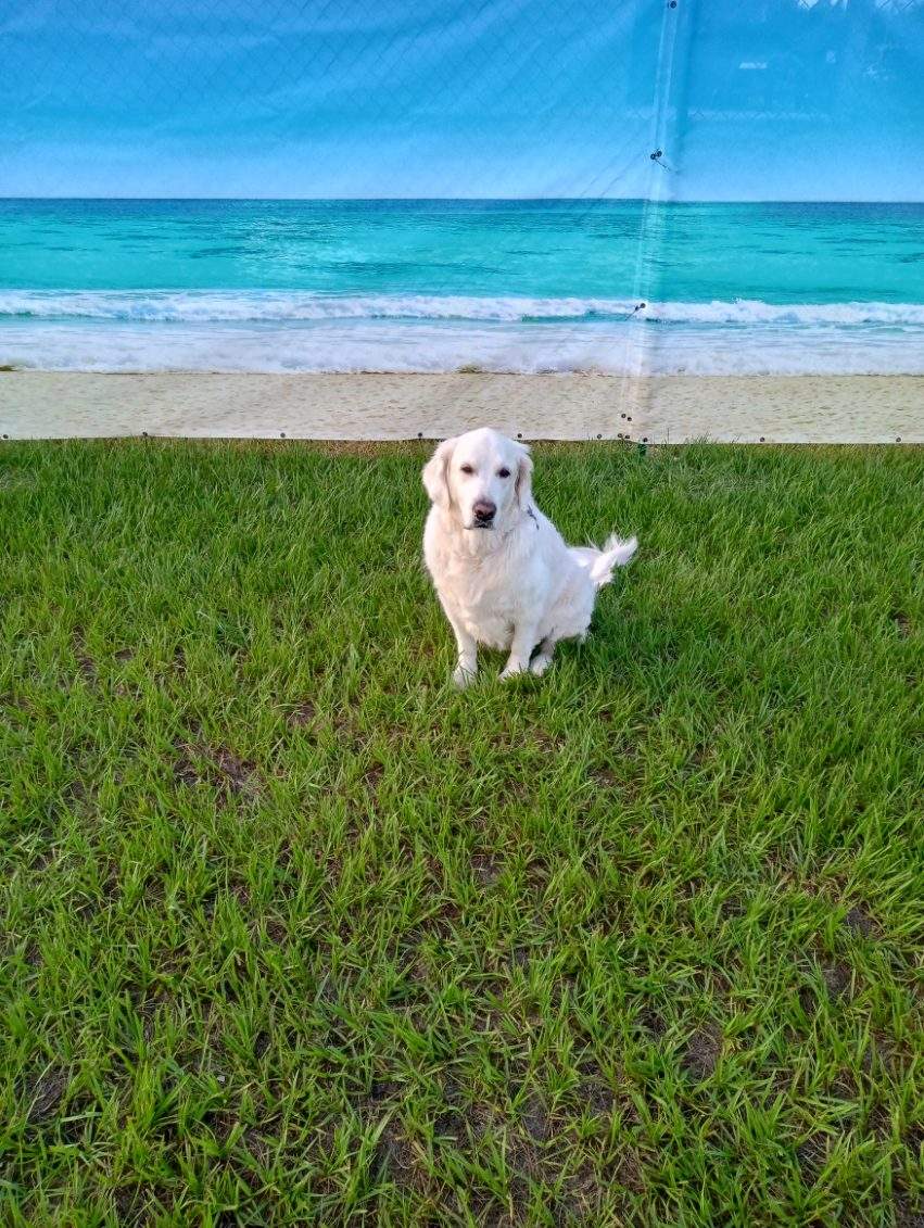 Chain Link Fence Installation with Custom Beach Privacy Screen in Port Charlotte by True Fence LLC