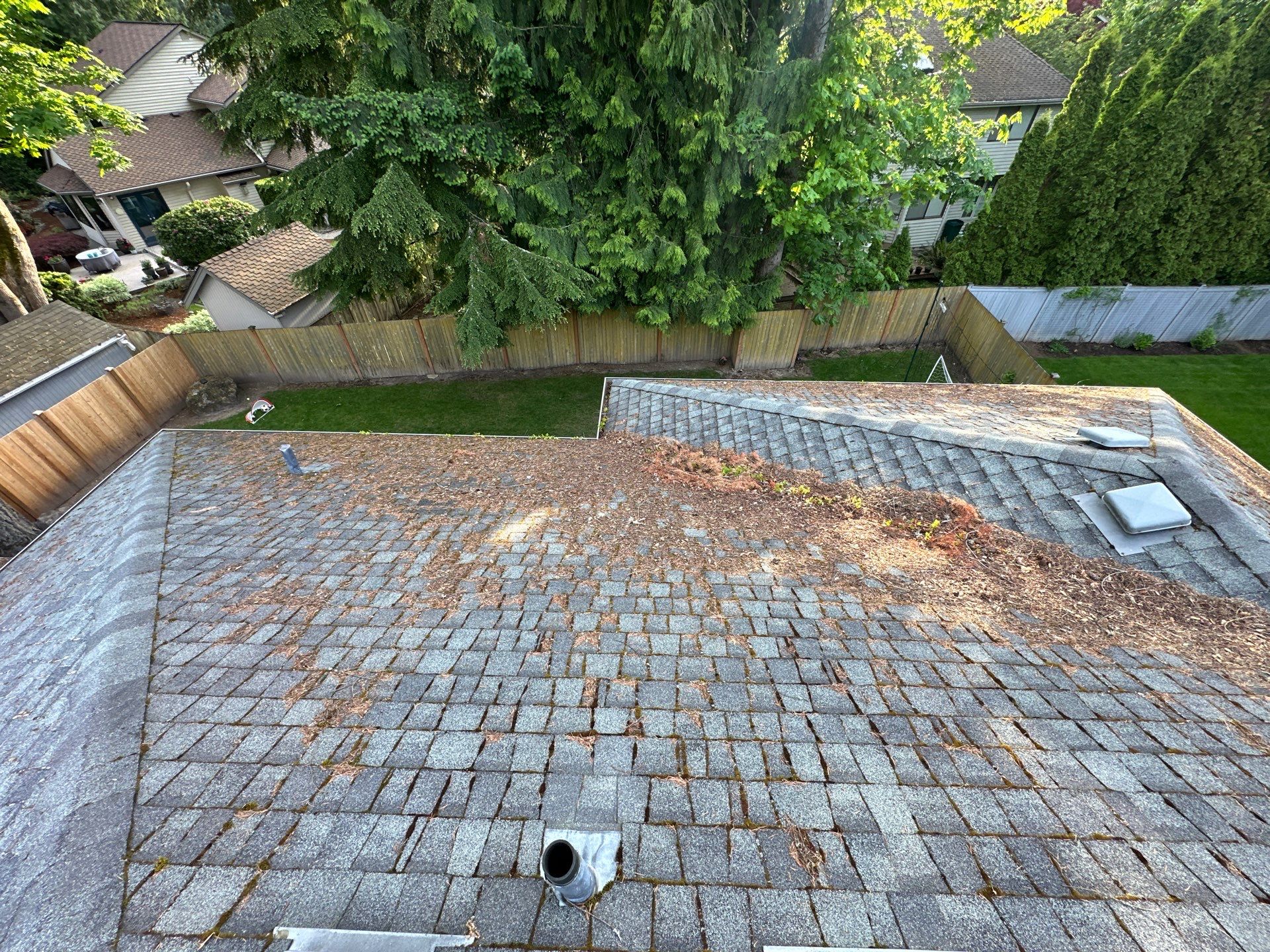 Softwashed in many Years back, and organic regrowth significant by DawnSky LLC