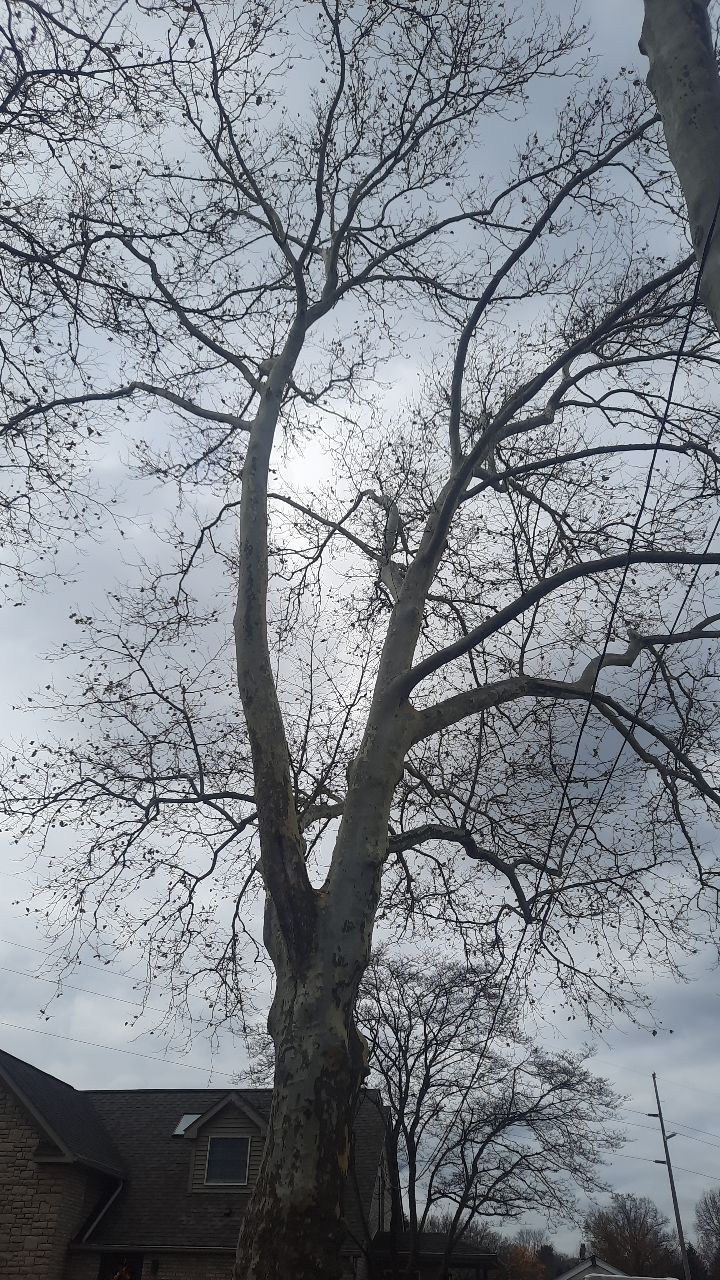 Tree Trimming using Tree Pruing by Mike Jones & Sons Tree Service LLC 