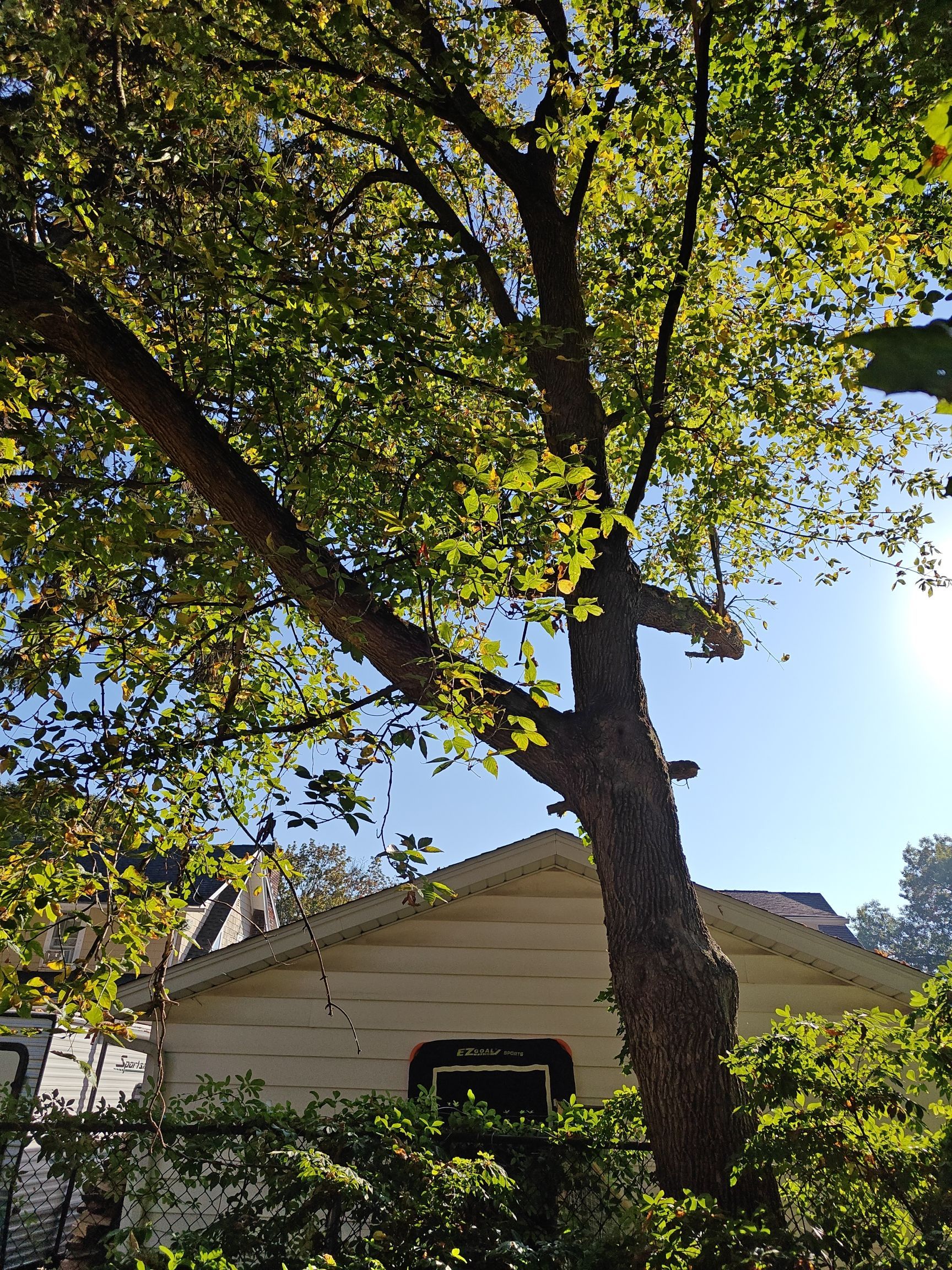 Tree Trimming using Tree Pruing by Mike Jones & Sons Tree Service LLC 