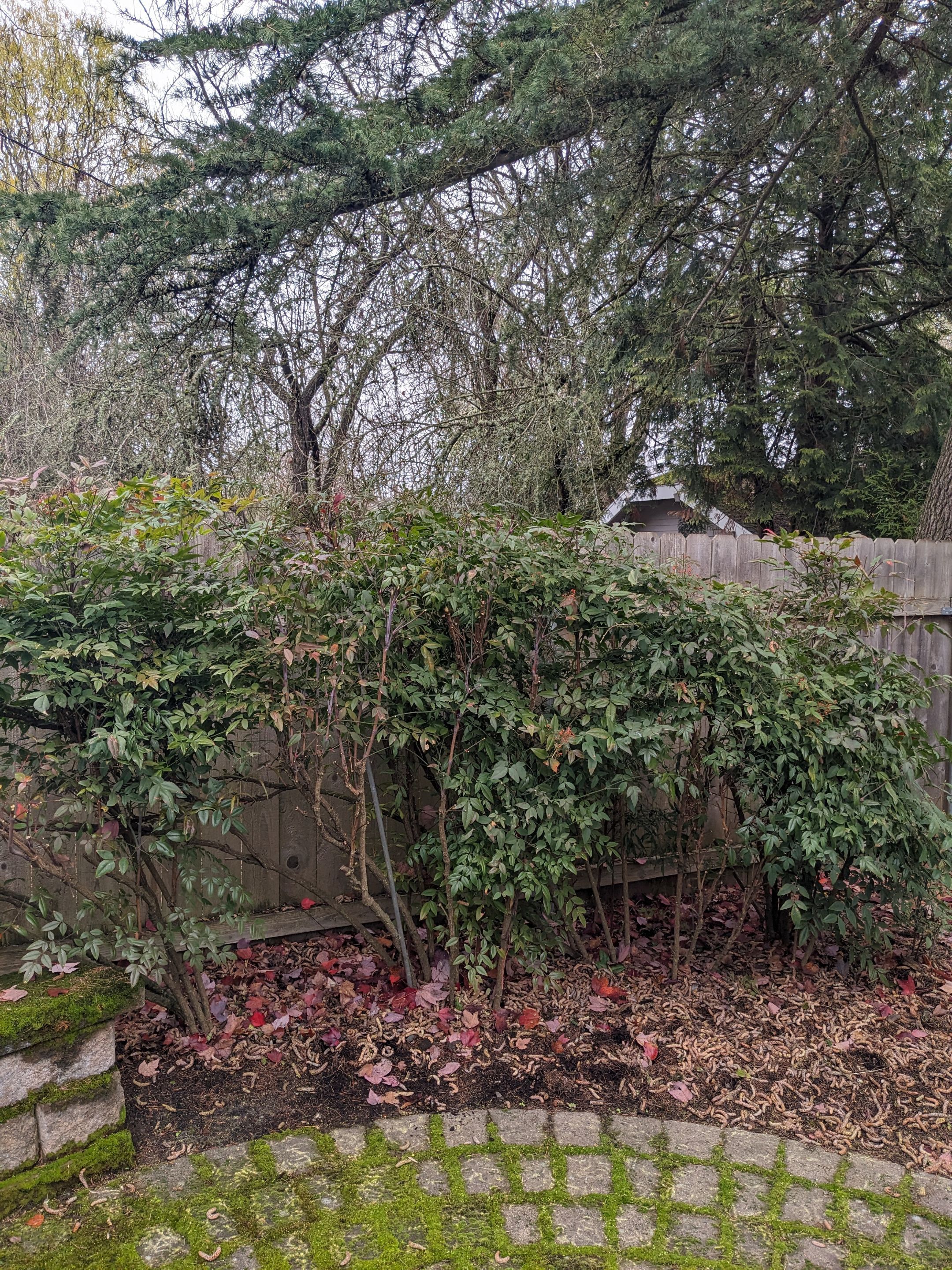 Landscaping Using Shrubs by CompanyCam Help Articles Test