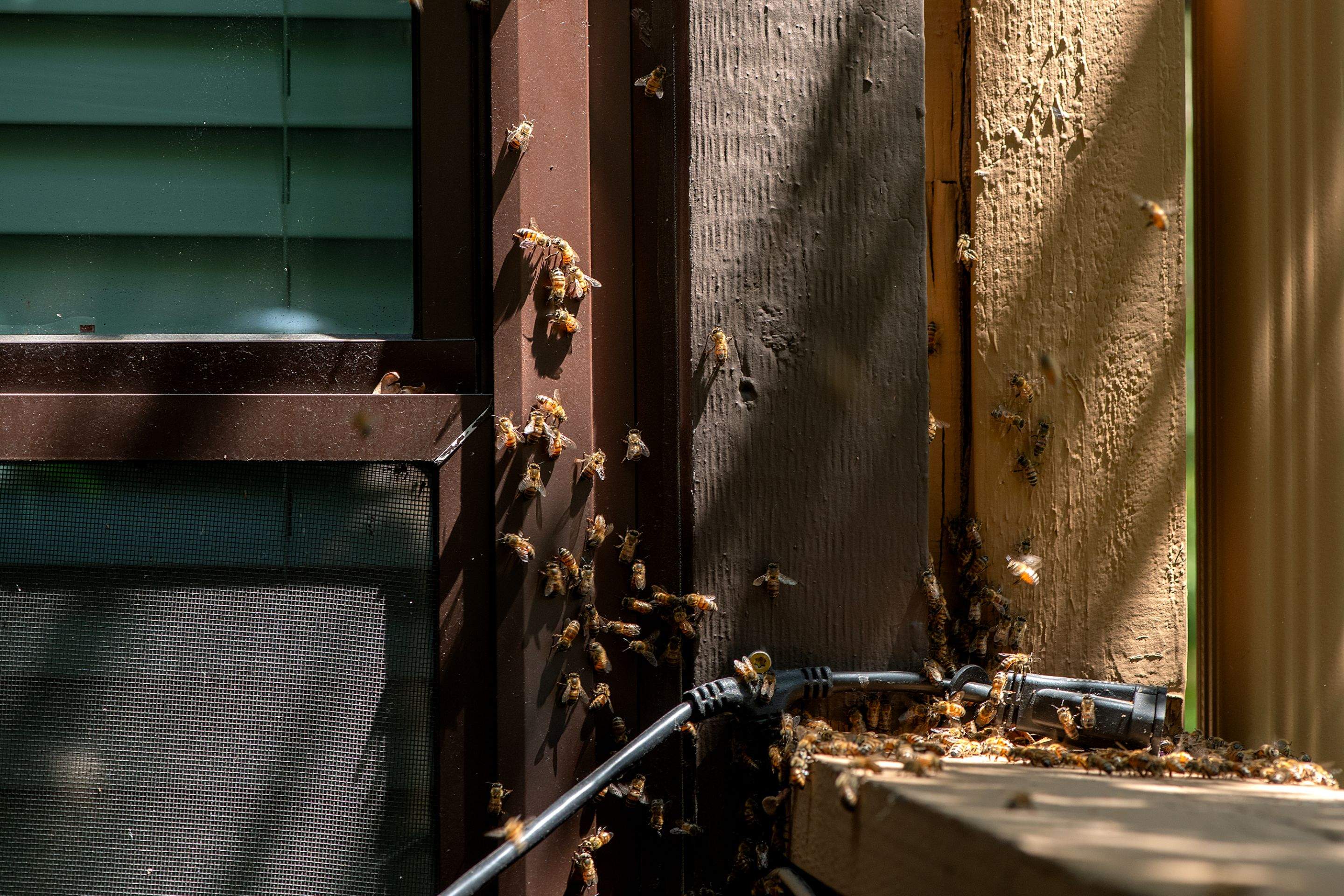 Condo Patio by Rockwall Honey Bee Company