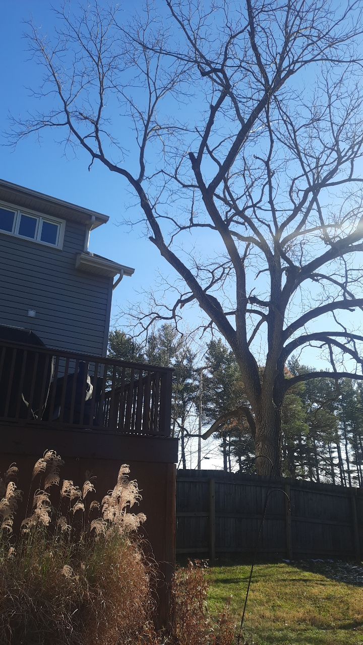 Tree Trimming using Tree Pruing by Mike Jones & Sons Tree Service LLC 
