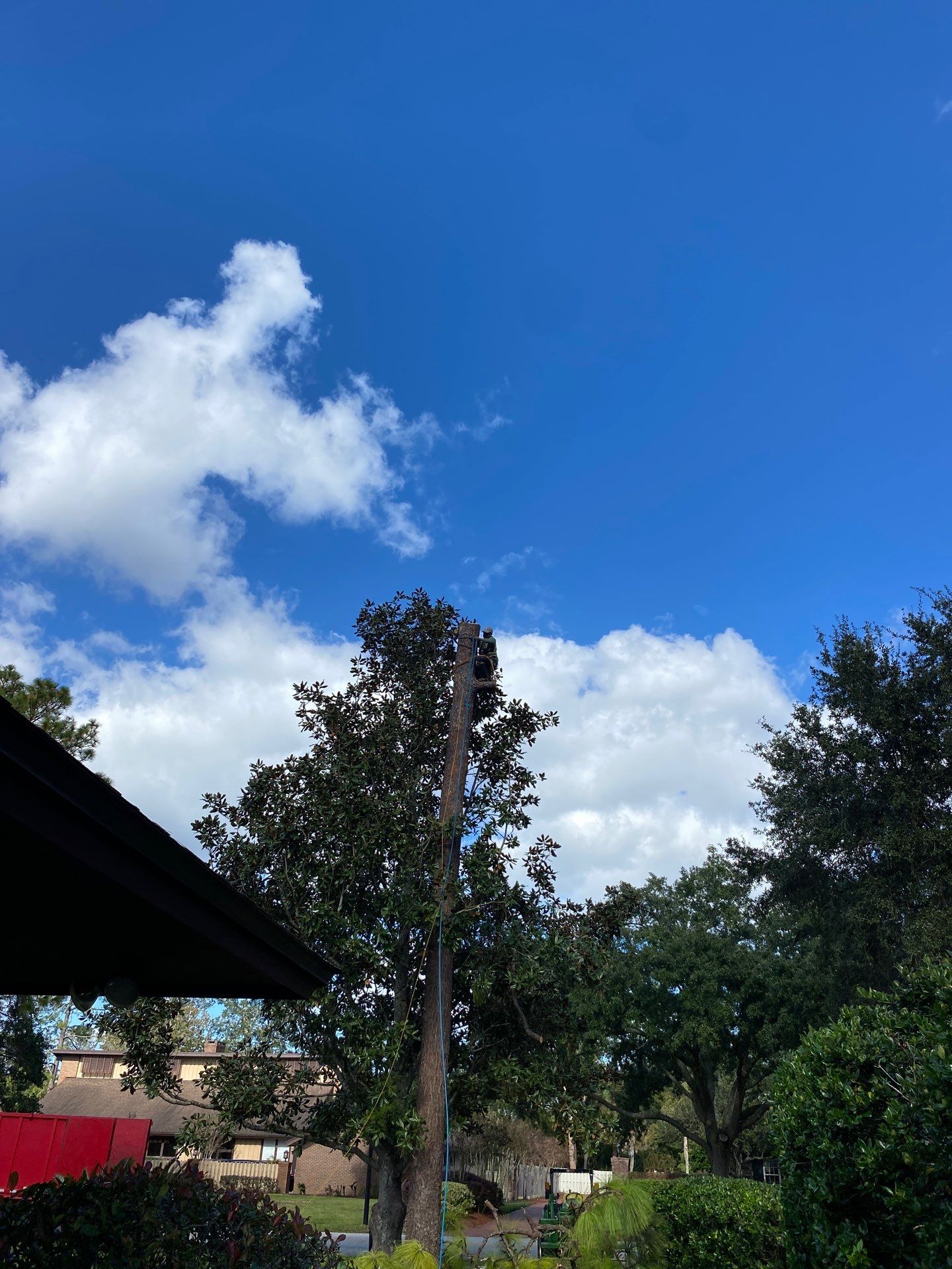 Deerwood Resident | Tree Removal by ProGreen Services