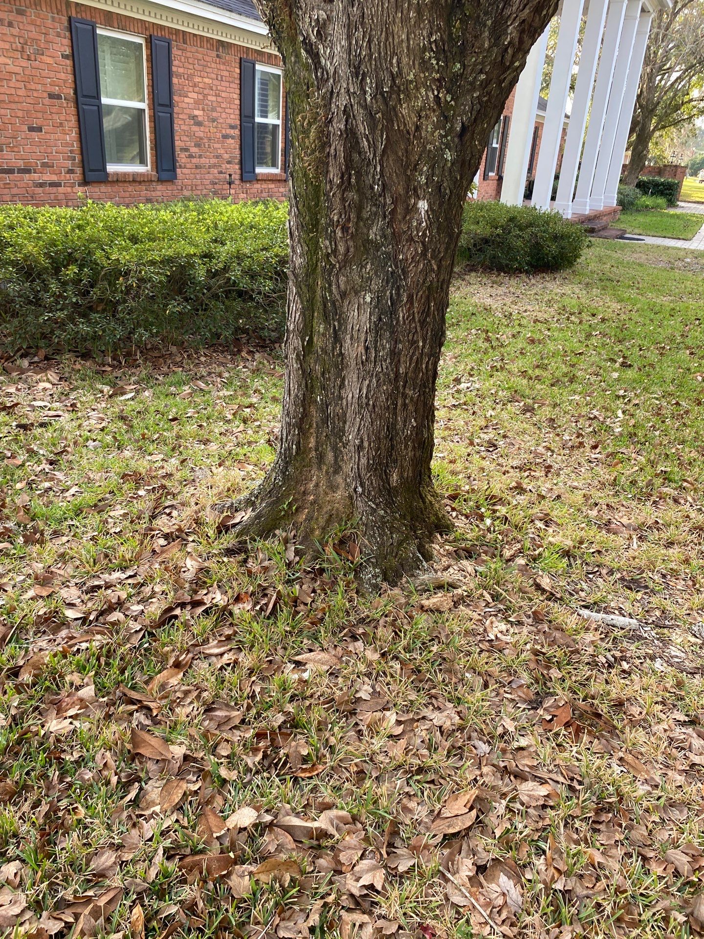 Deerwood Resident | Tree Removal & Install by ProGreen Services