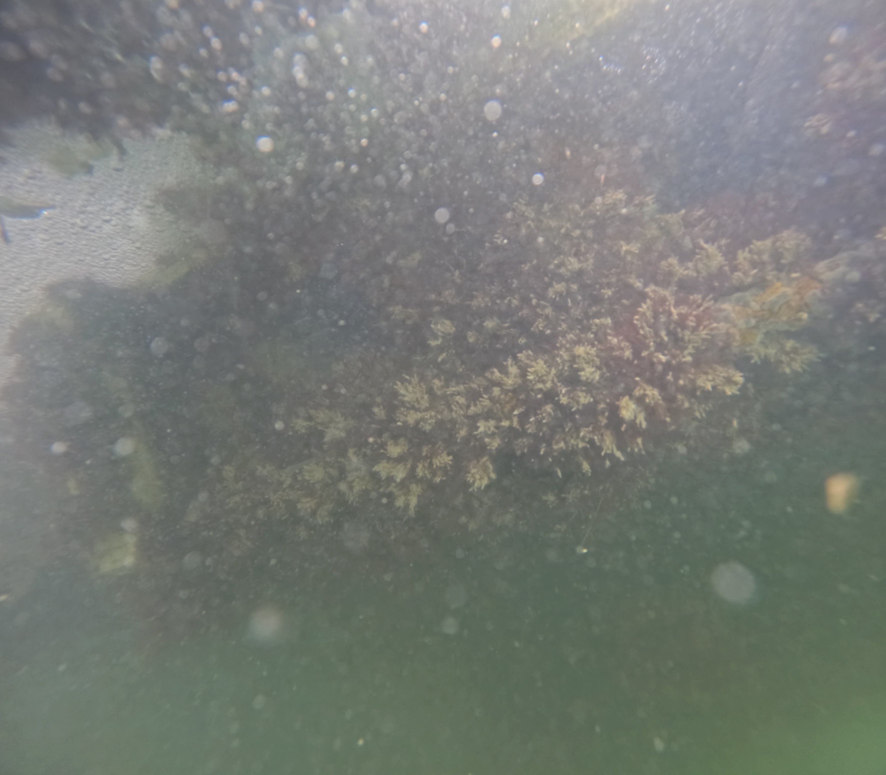 Project in Marco island, FL by Florida Hull Cleaning 