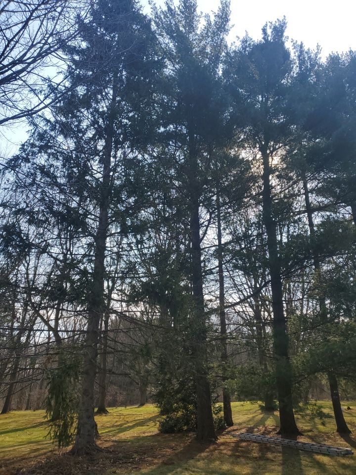 Tree Removal using Tree Removal by Mike Jones & Sons Tree Service LLC 