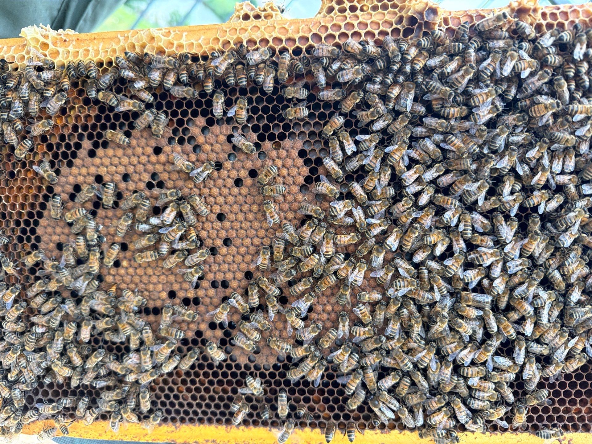 Poolside Bees at Apartment Complex by Rockwall Honey Bee Company