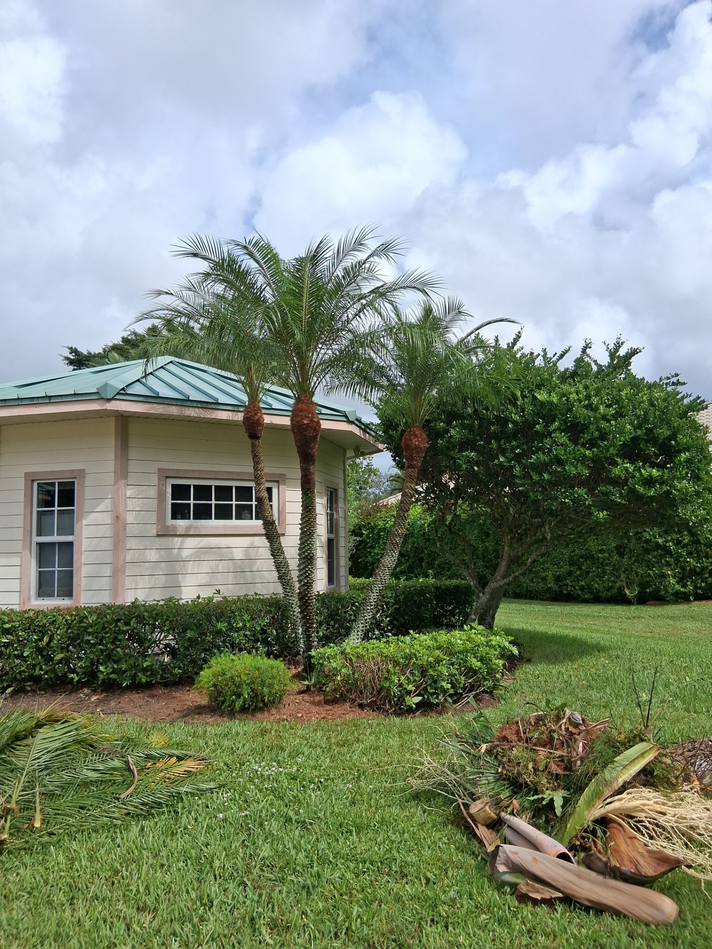 🌴 A Masterclass in Proper Palm Tree Cleaning & Trimming in Palm City Community by Alpha Zeta Enterprises Inc
