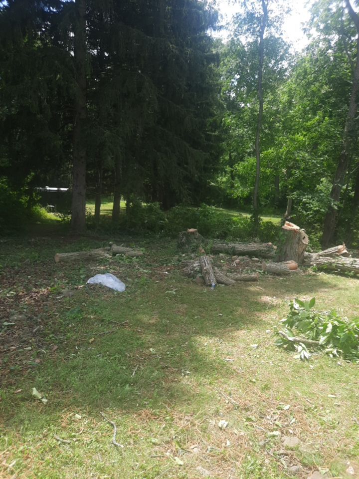 Tree Removal using Tree Removal by Mike Jones & Sons Tree Service LLC 