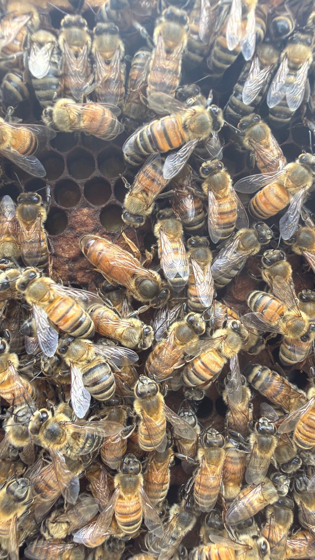 Hometown New Beek by Rockwall Honey Bee Company