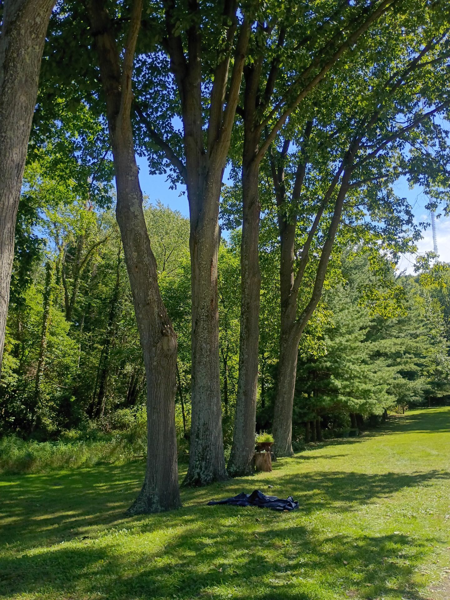 Tree Trimming & Tree Removal in Akron Ohio by Mike Jones & Sons Tree Service LLC 