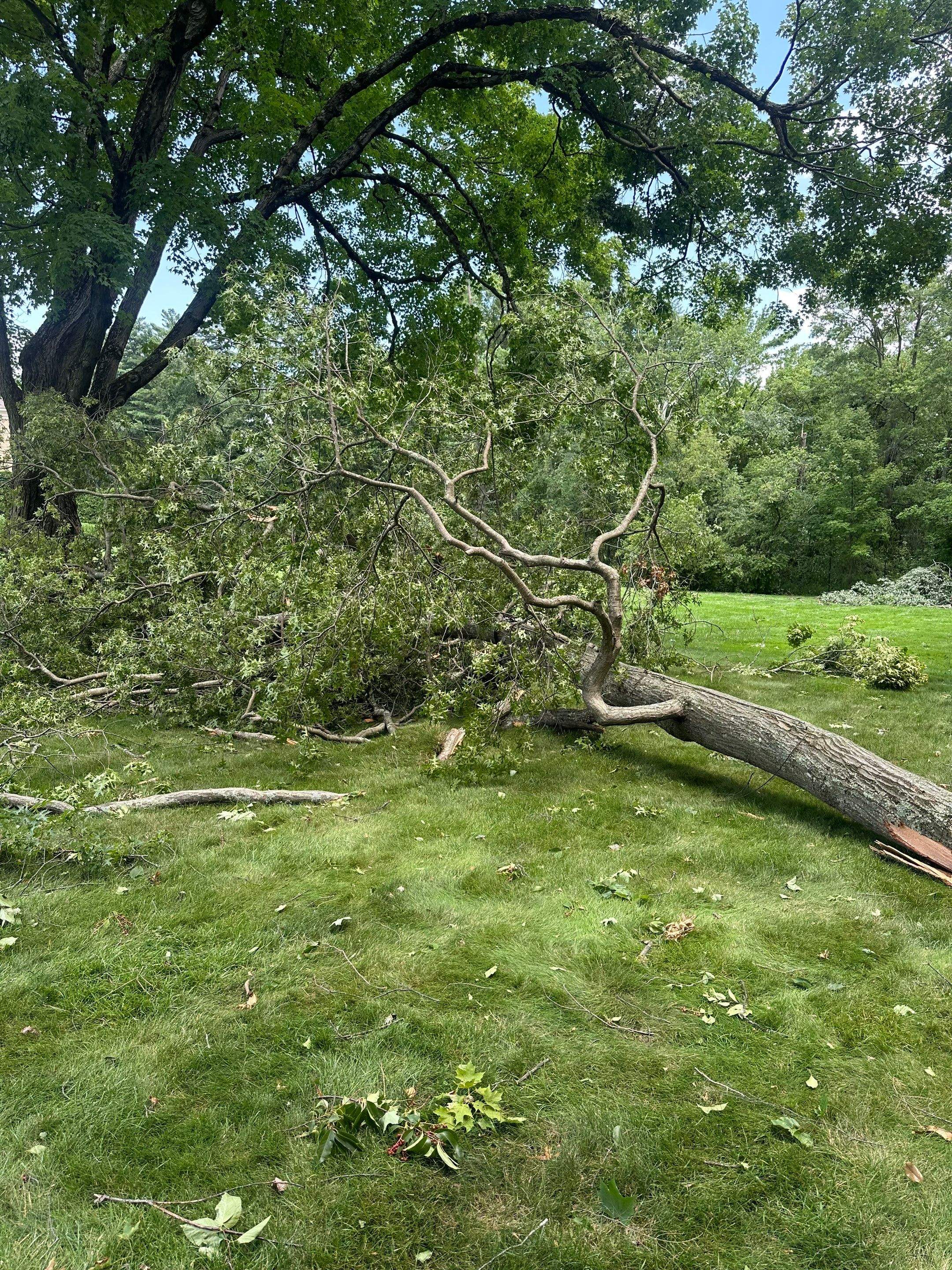 Emergency Tornado Damage Cleanup and Hazardous Tree Removal in Harrison by Fox Hill Luxury Real Estate Services