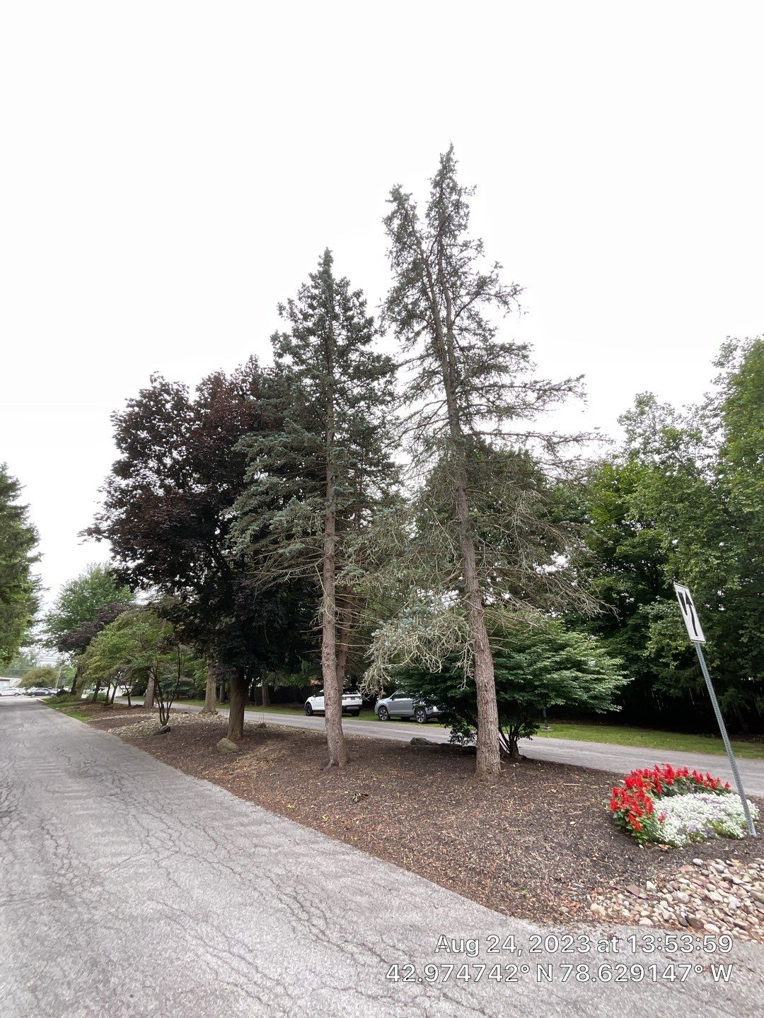 Tree Removal and Pruning by Treeman Tom LLC
