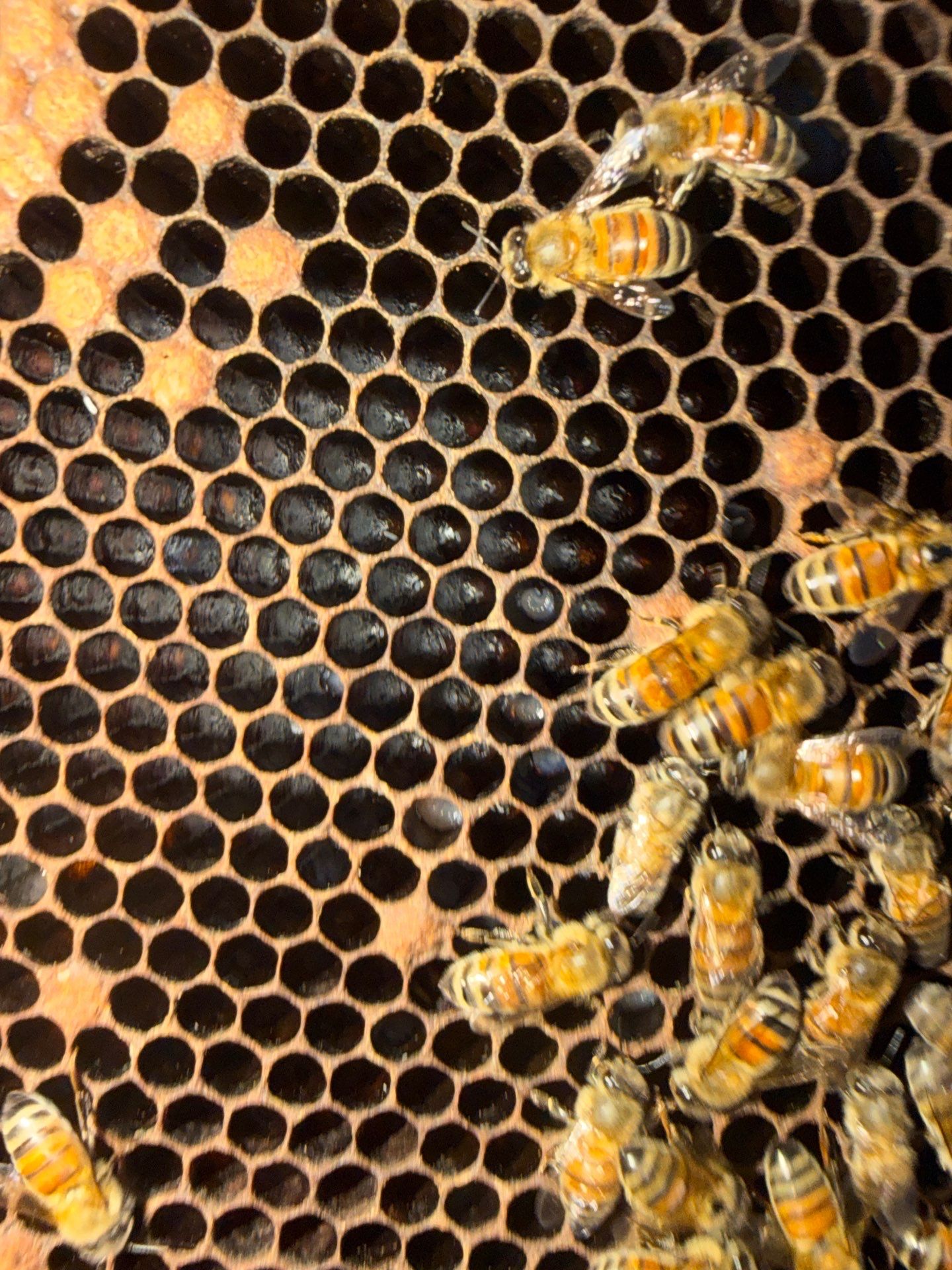 Bees by the Lot by Rockwall Honey Bee Company