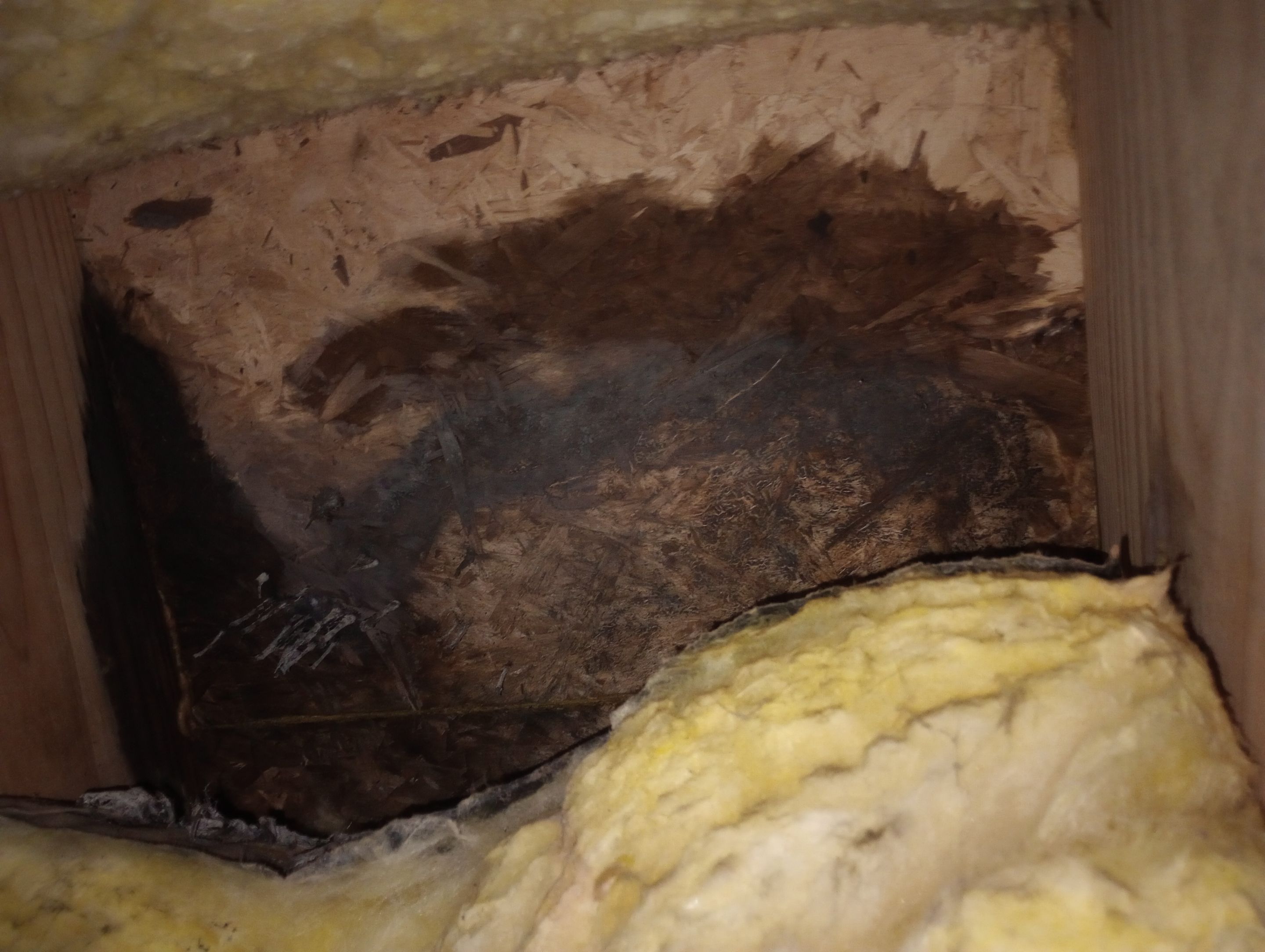 Crawlspace Mold Contamination by ANR Restoration