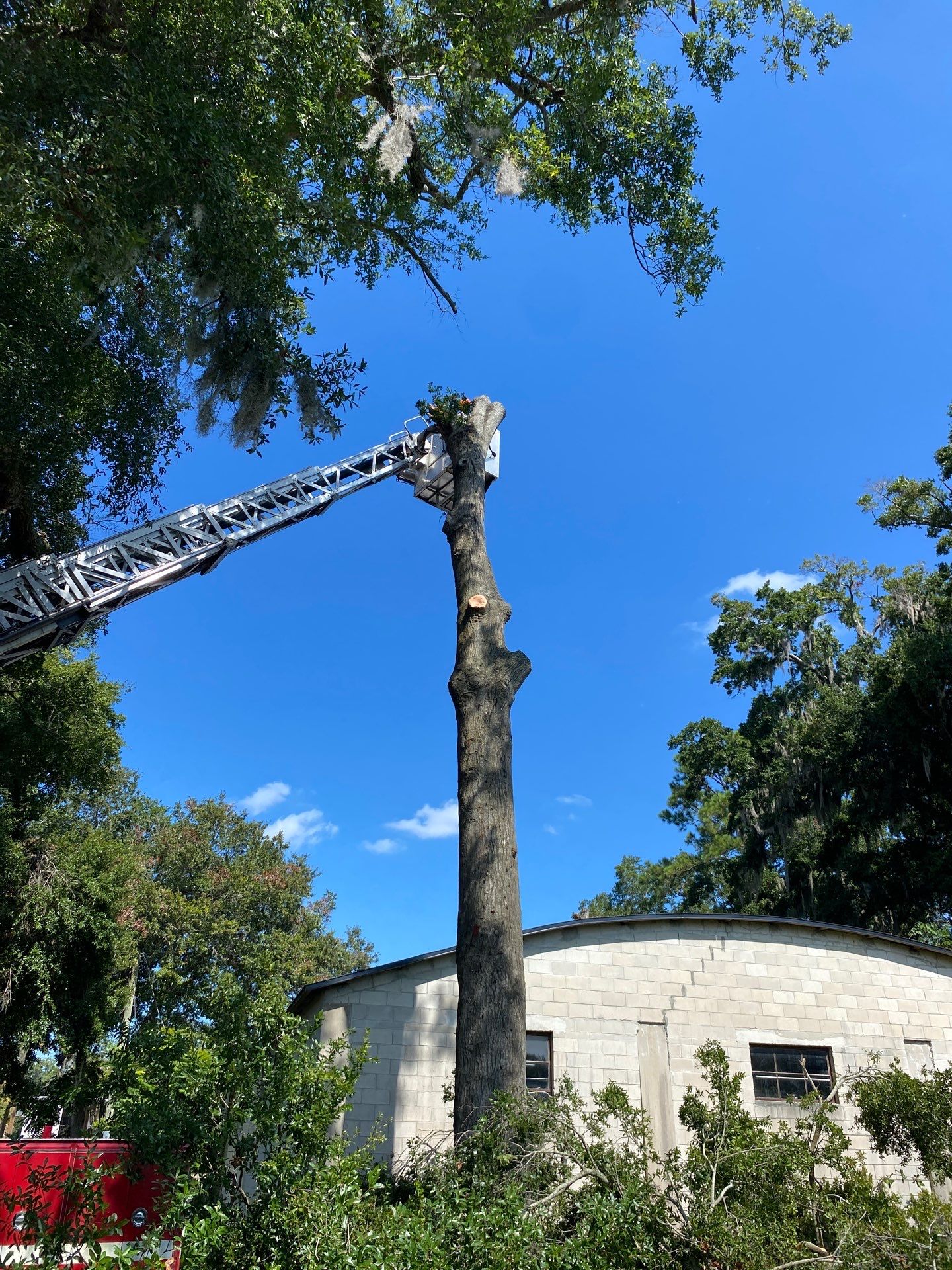 Commercial Property | Clean Up & Tree Removal by ProGreen Services