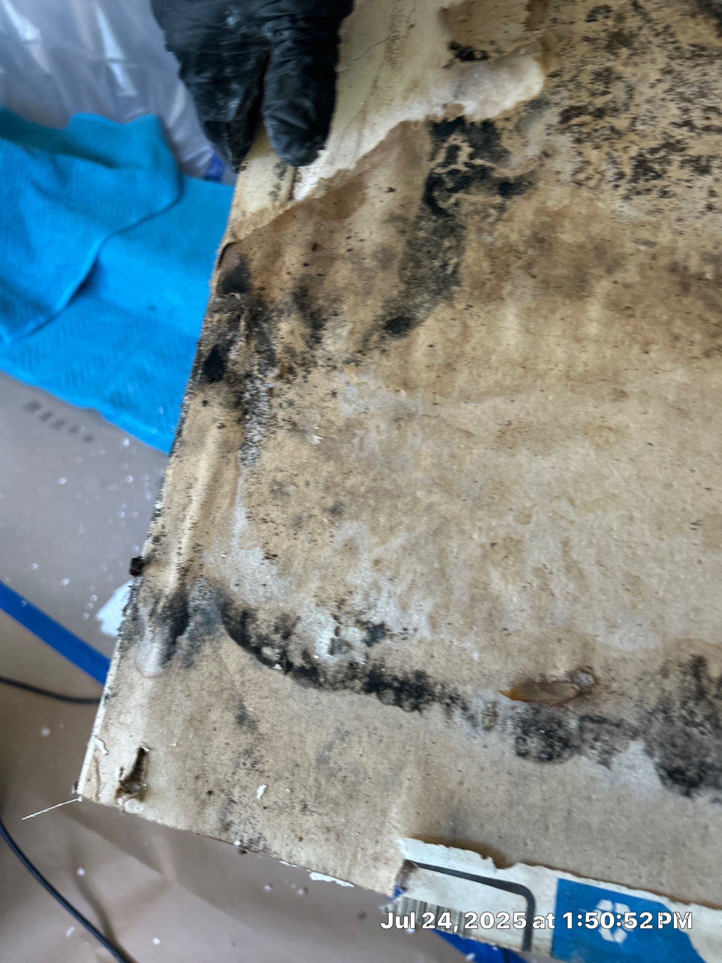 Mold Inspection & Mold Removal In St. Petersburg, FL by Ampm Restoration Services