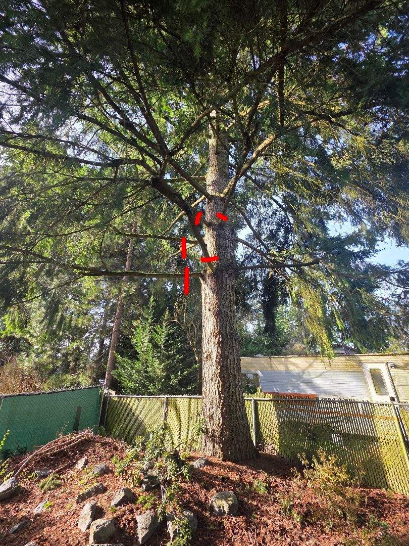 Douglas Fir Canopy Raising & Tree Trimming in Burien, WA by Sound Tree Care LLC