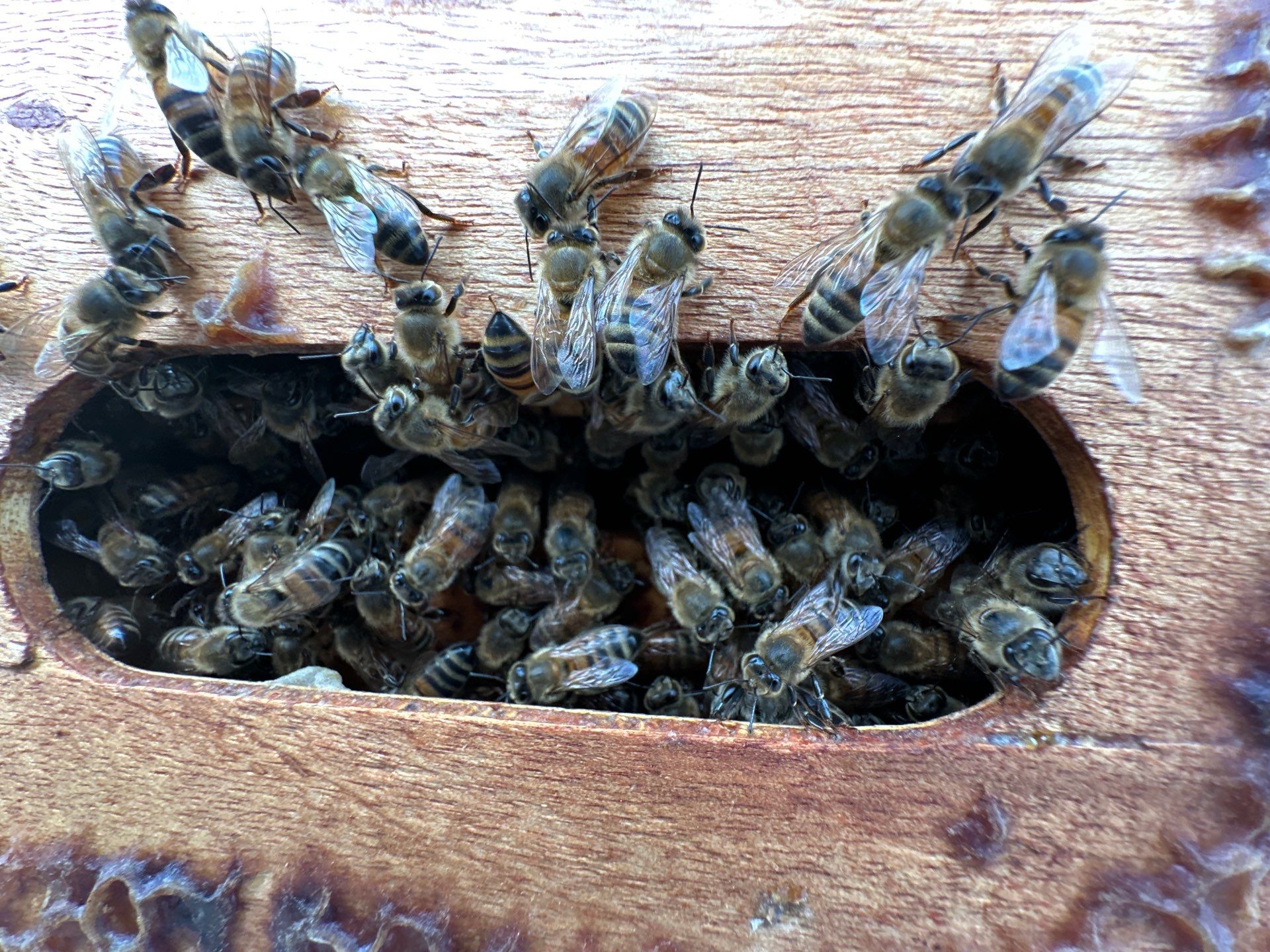 Frisco Financial HQ by Rockwall Honey Bee Company