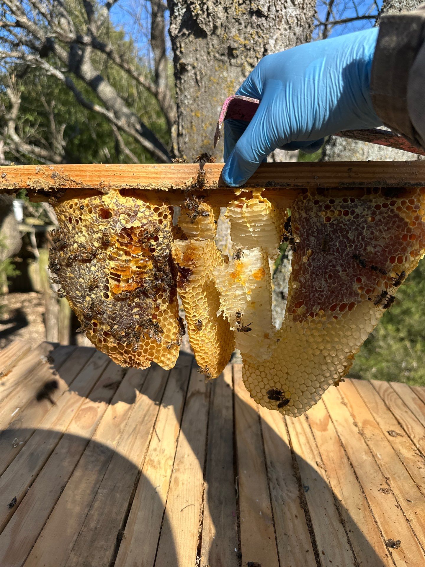 Honey bee hives in trees.. right here in Rockwall! by Rockwall Honey Bee Company