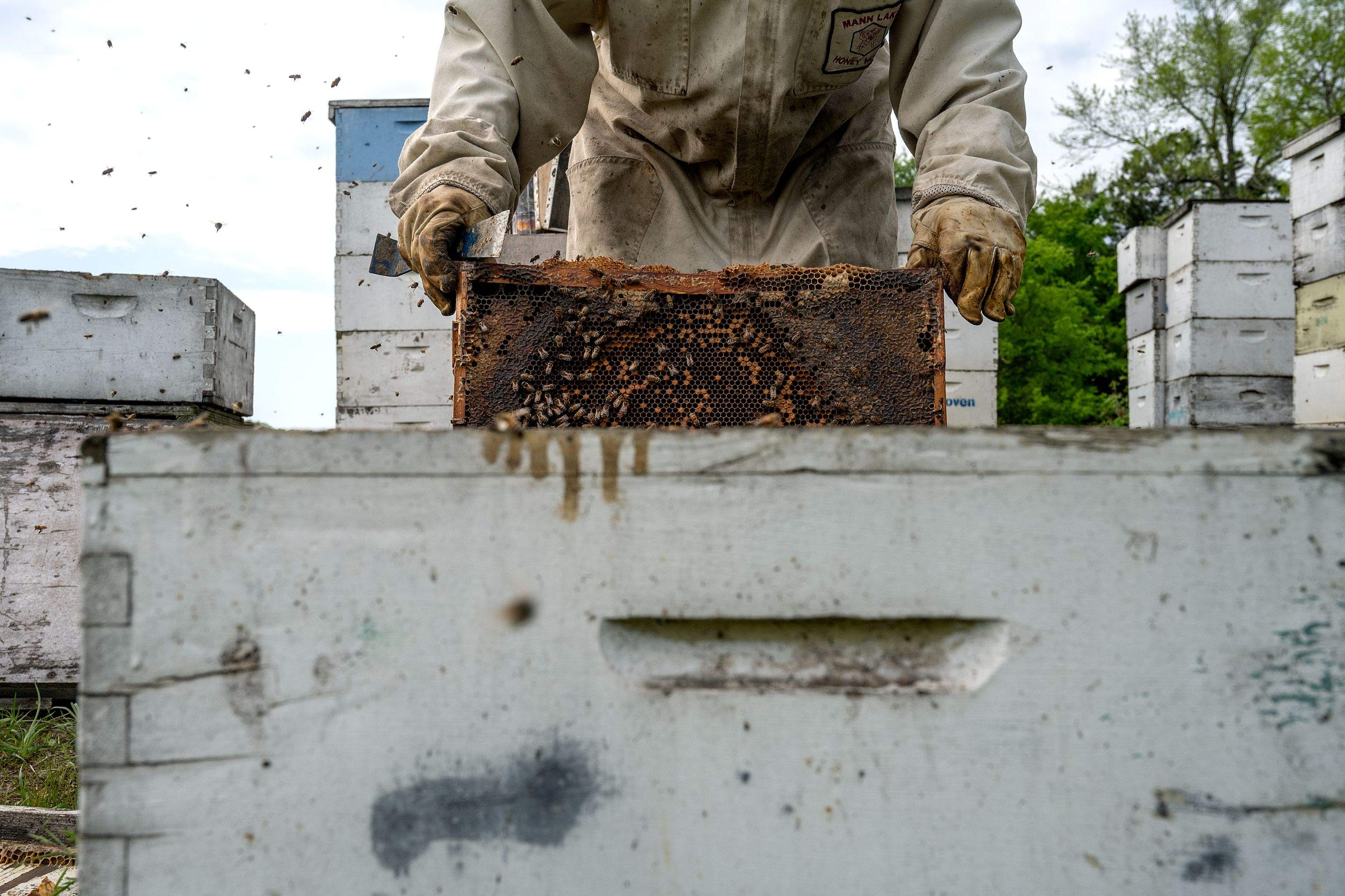 Splits in East Texas by Rockwall Honey Bee Company