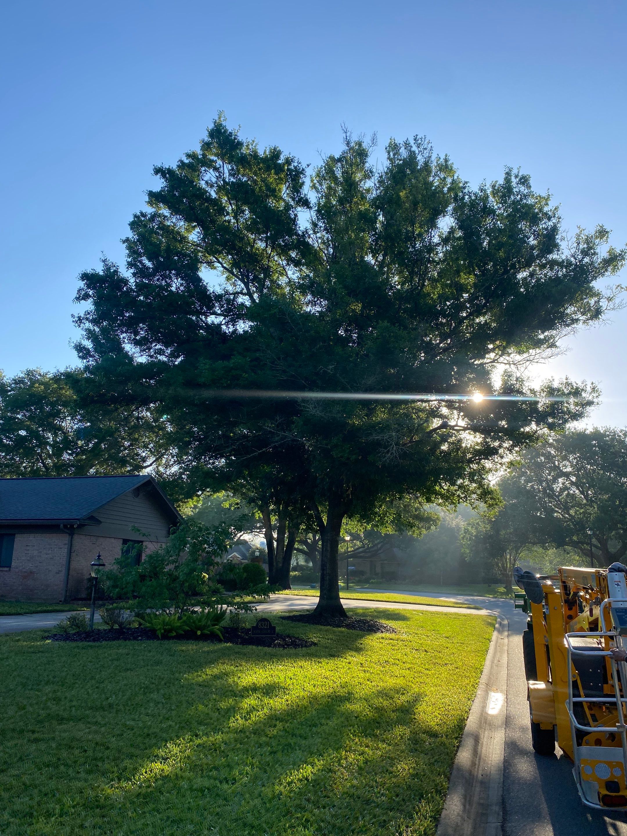 Deerwood Resident | Tree Trimming and Sod Installation) by ProGreen Services