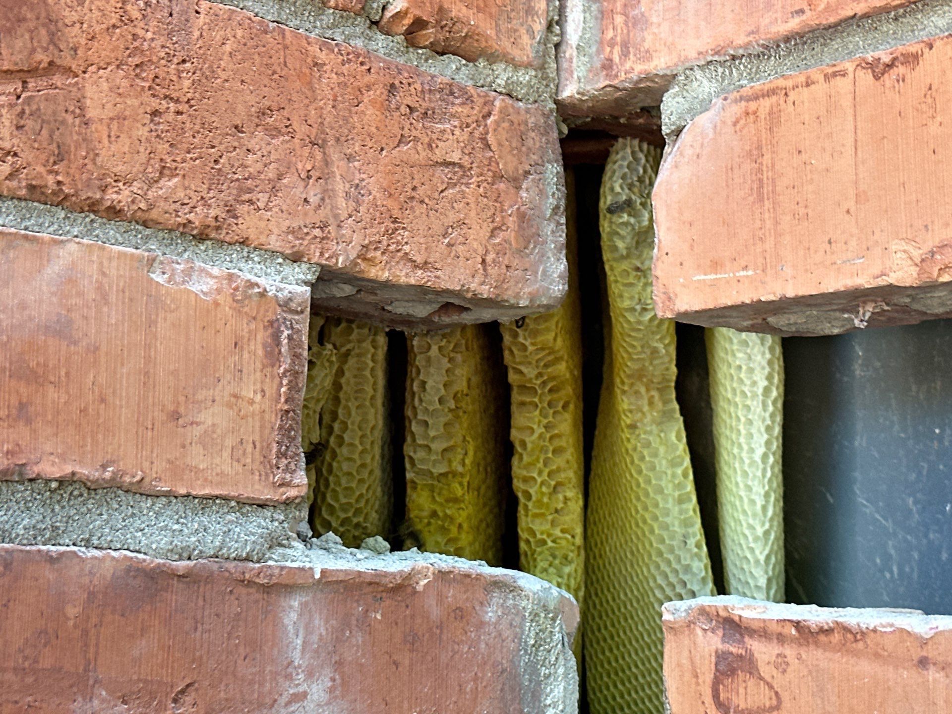 Bees Behind Bricks by Rockwall Honey Bee Company