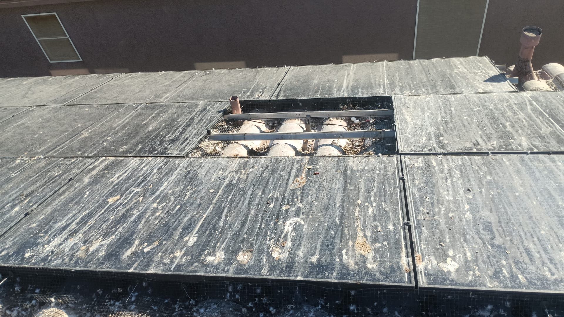 Excessive pigeon problem  by Solar Honest Cleaning 