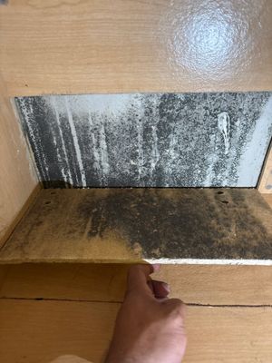 Mold Damage Inspection In Bradenton Florida 