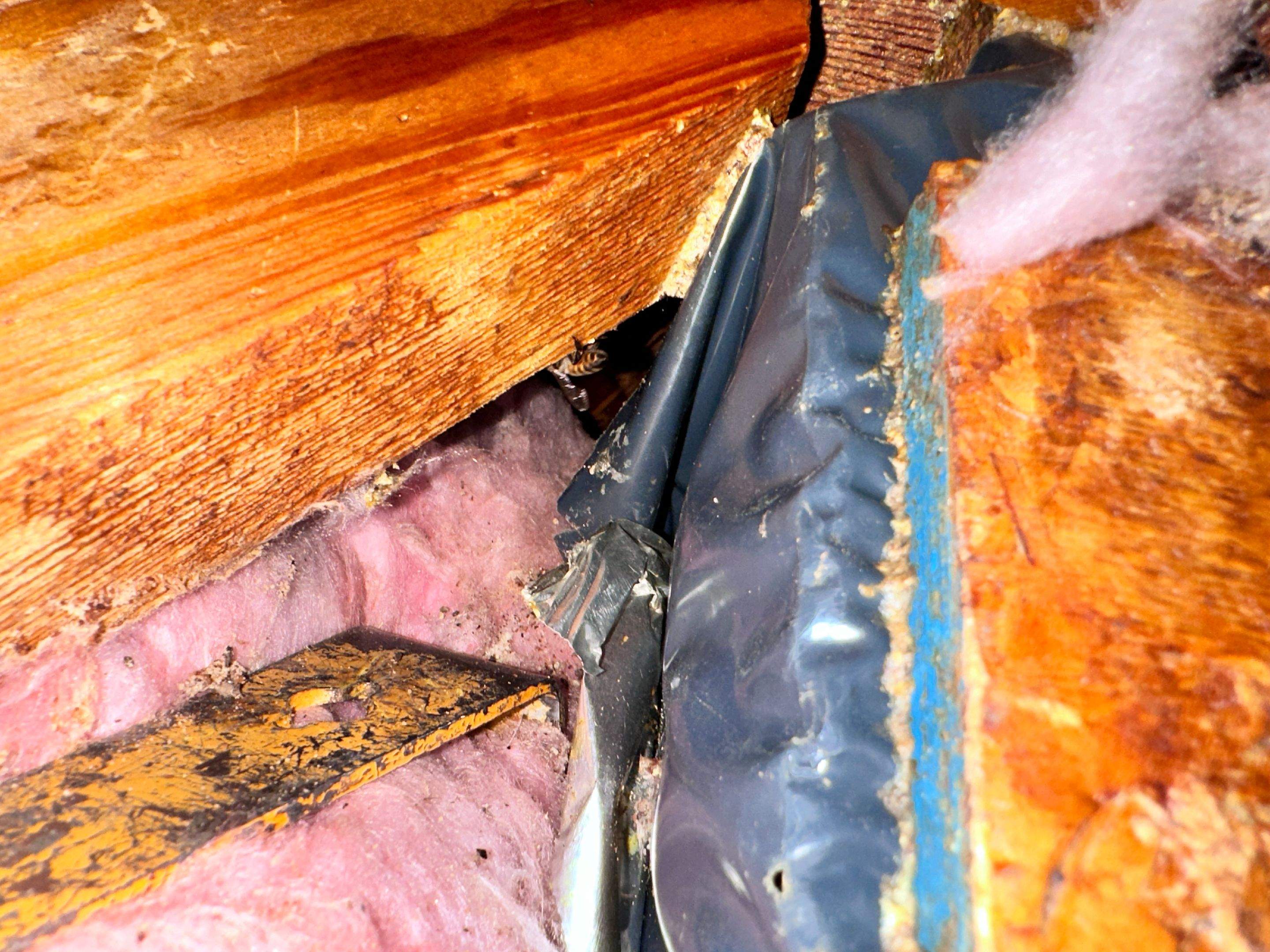 Elevated by Rockwall Honey Bee Company