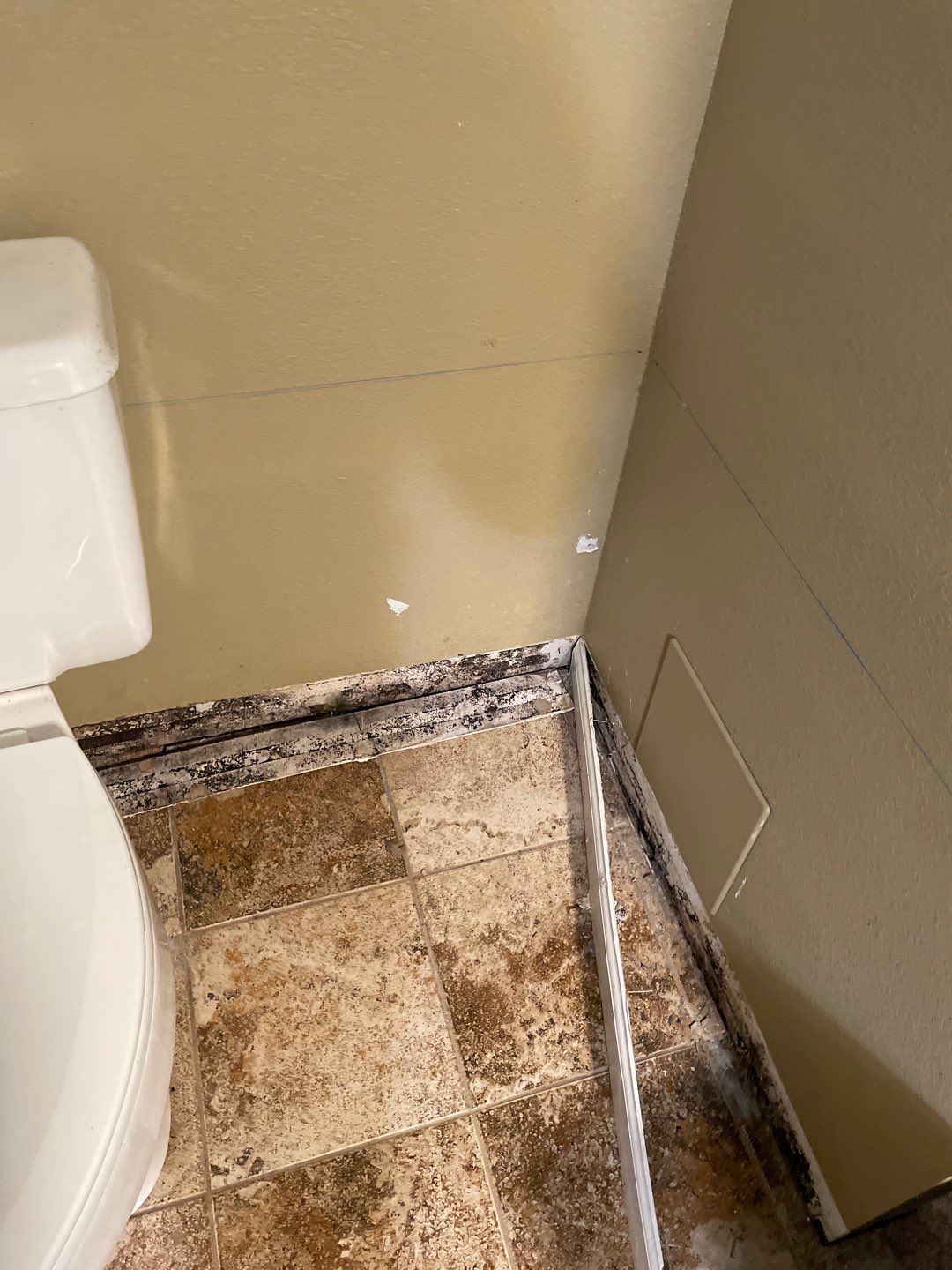 Water Damage and Mold Remediation by Accountable Home Services