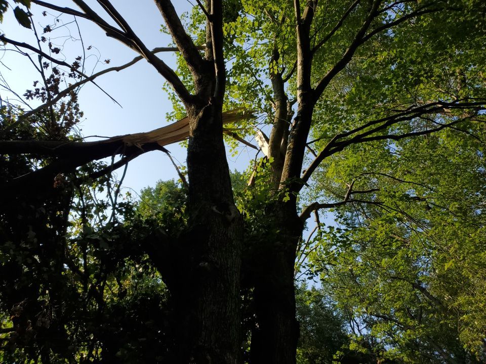 Storm Damaged Tree Removal  by Mike Jones & Sons Tree Service LLC 