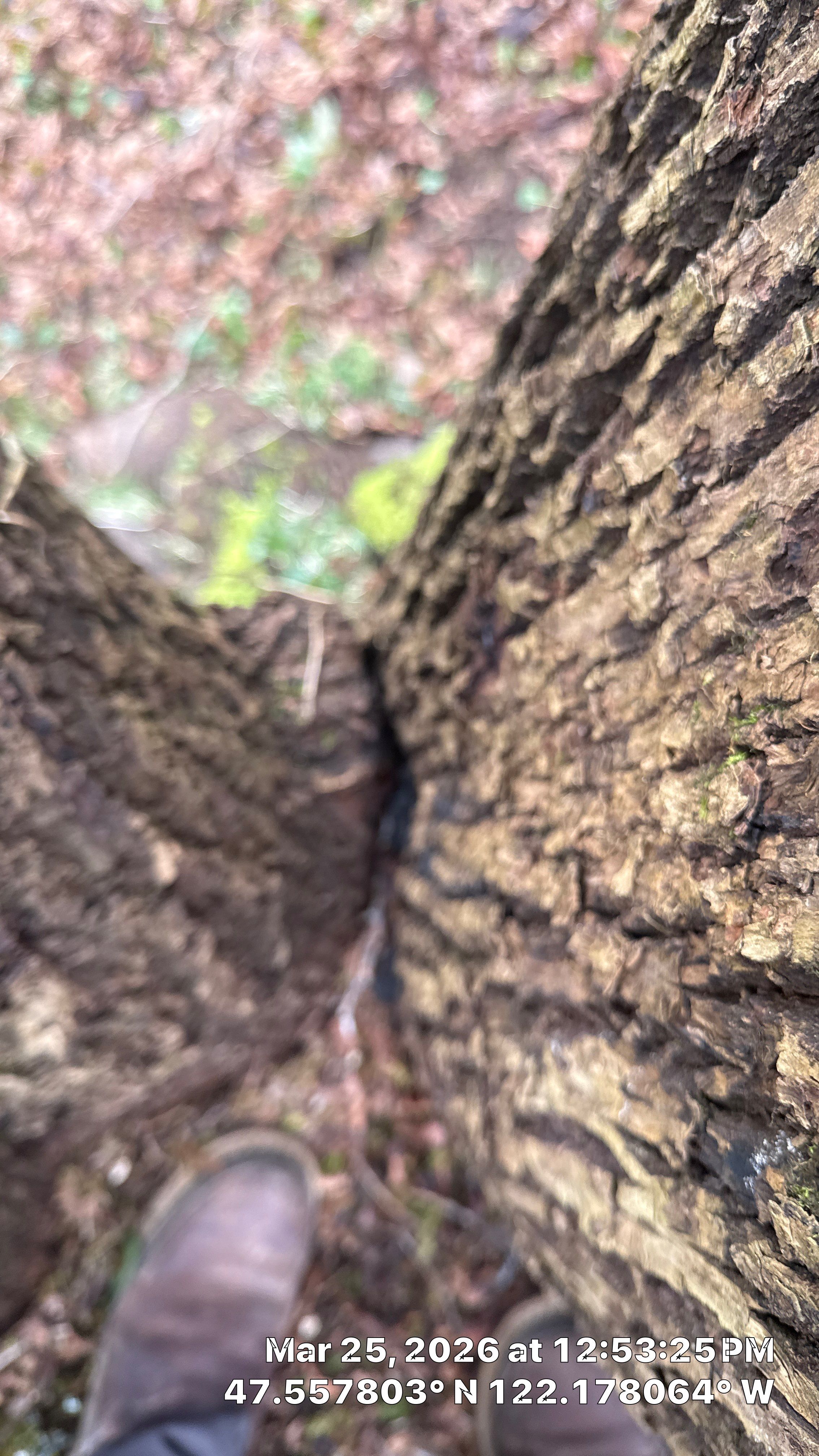 Arborist Assessment of Mature Bellevue Trees by Sound Tree Care LLC