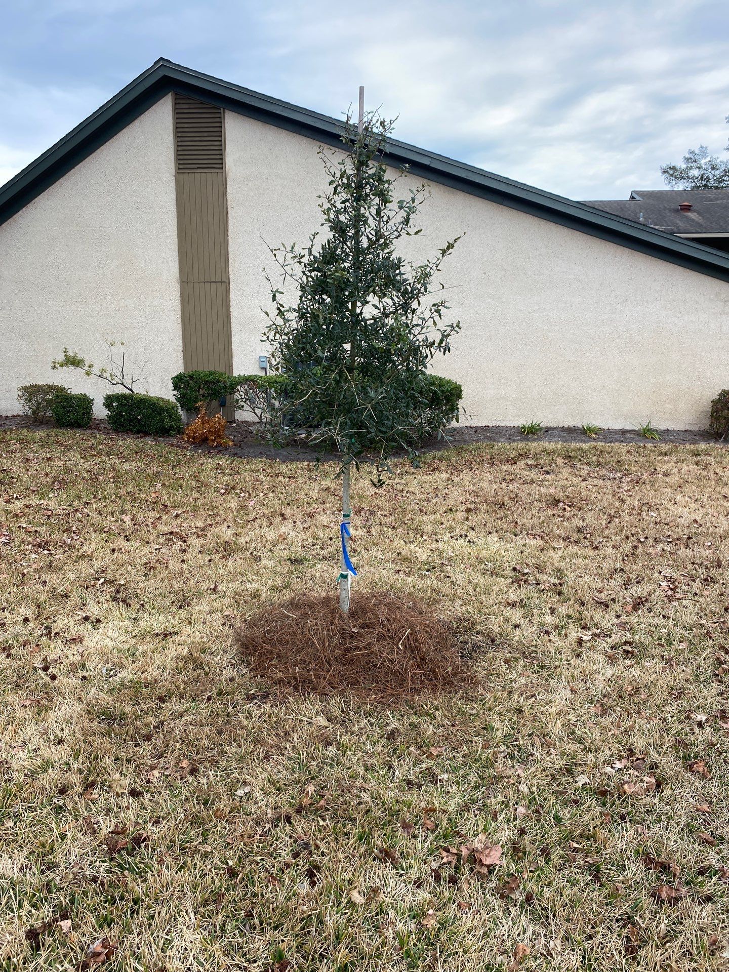 Deerwood Resident | Tree Install by ProGreen Services