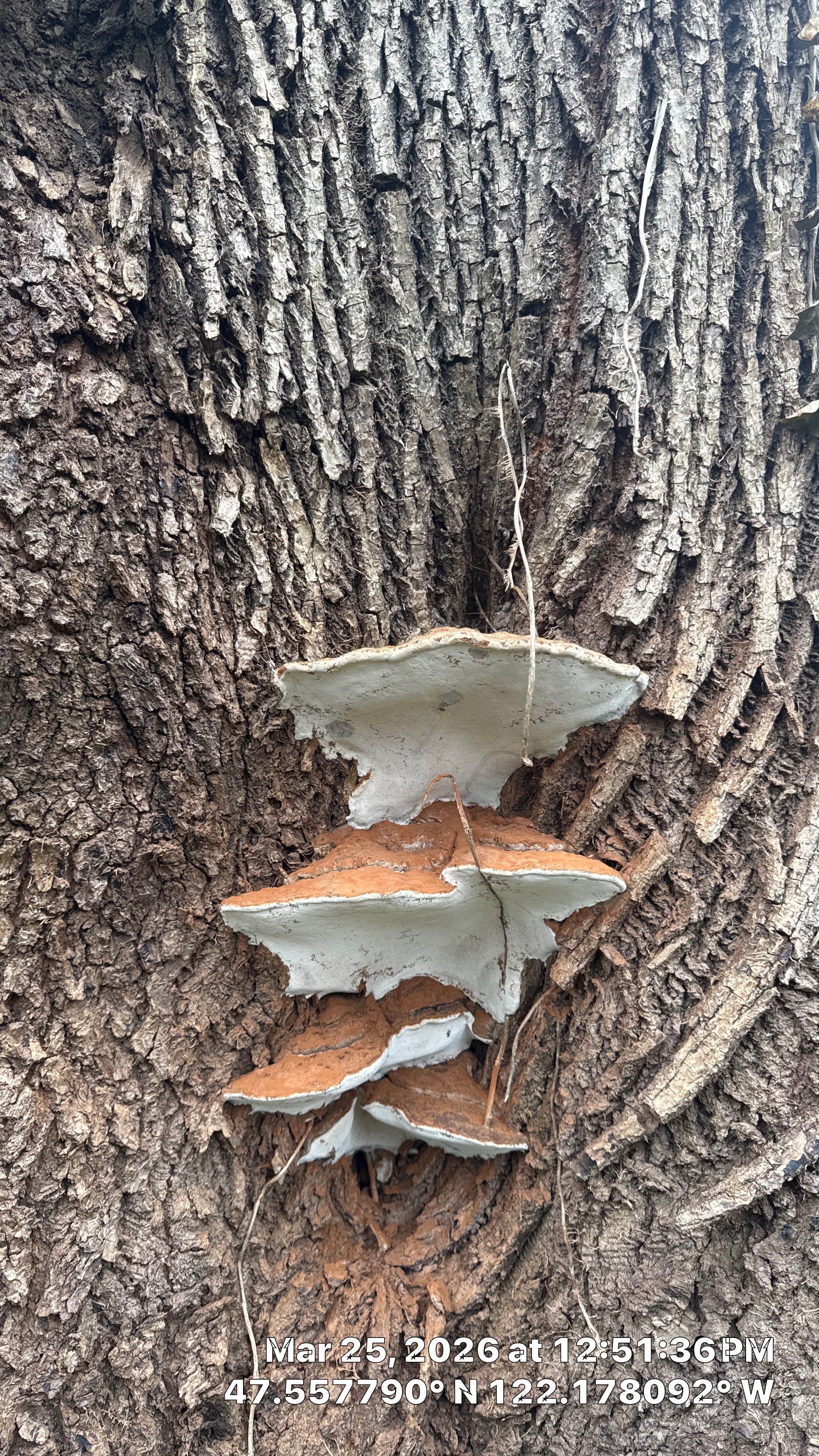 Arborist Assessment of Mature Bellevue Trees by Sound Tree Care LLC