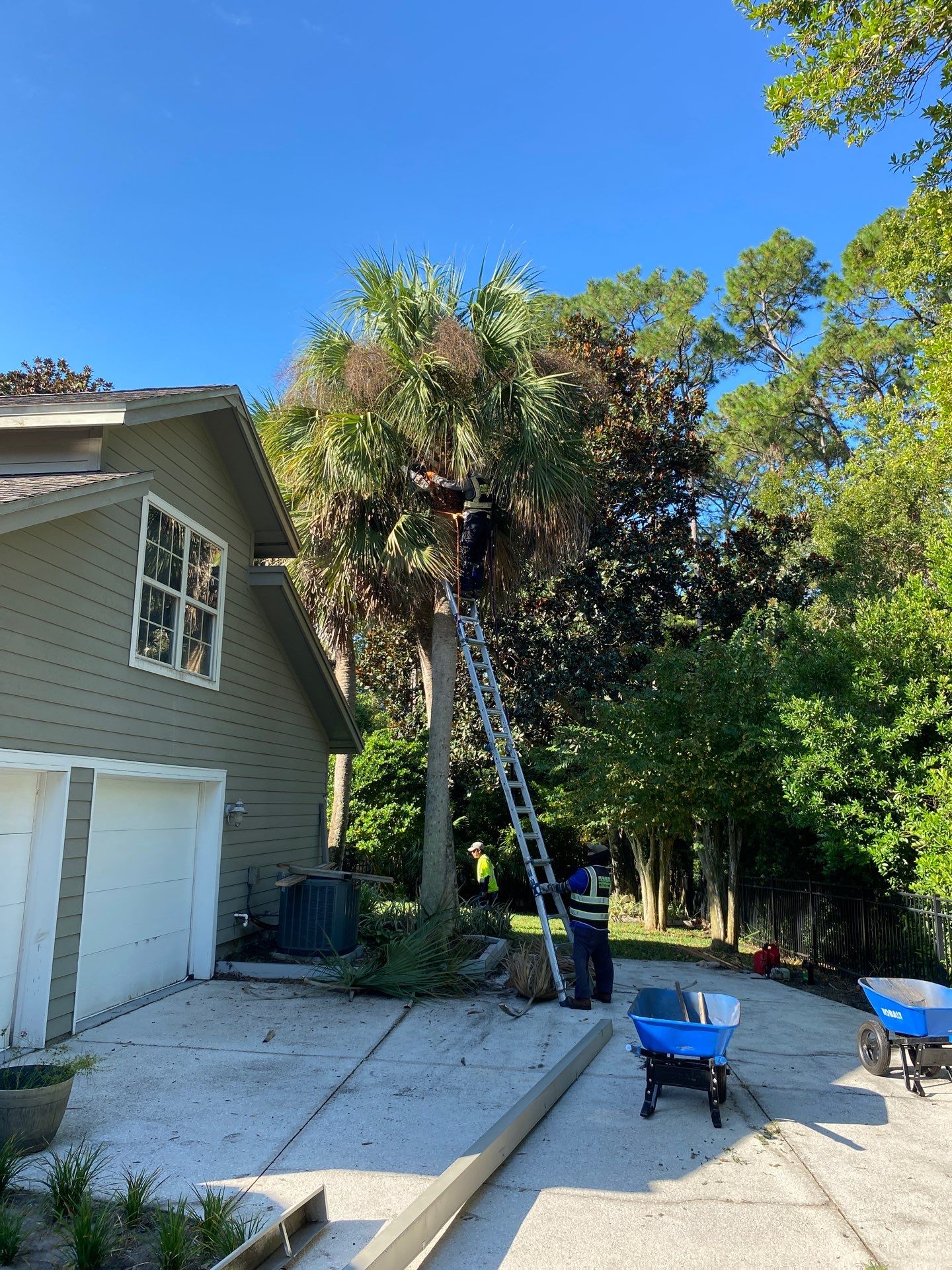 Deerwood Resident | Palm Tree Trimming by ProGreen Services