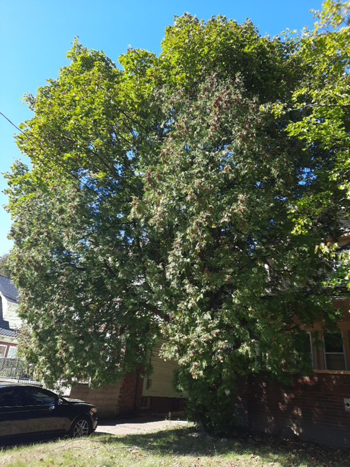 Tree Removal using Tree Removal by Mike Jones & Sons Tree Service LLC 