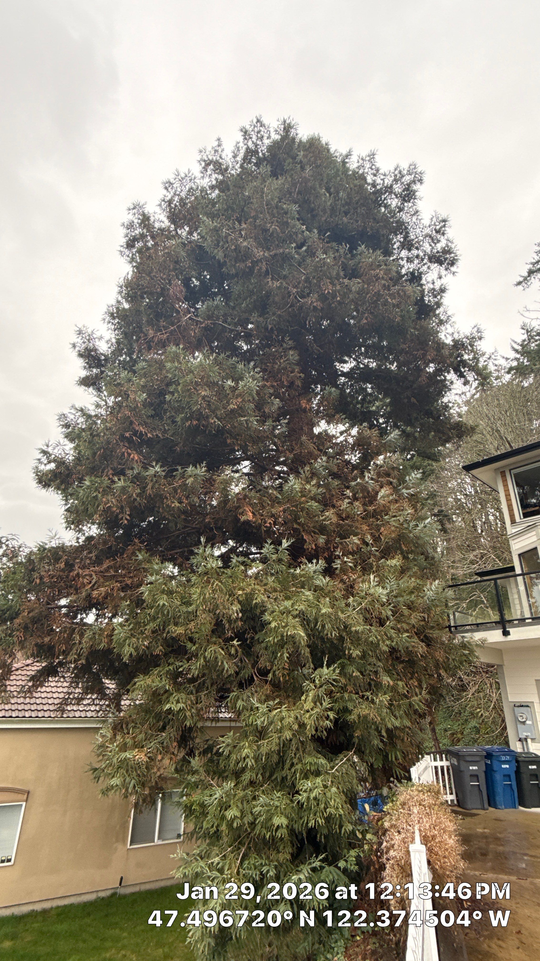 Arborist Report for Redwood Tree with Root System Concerns – Seattle, WA by Sound Tree Care LLC